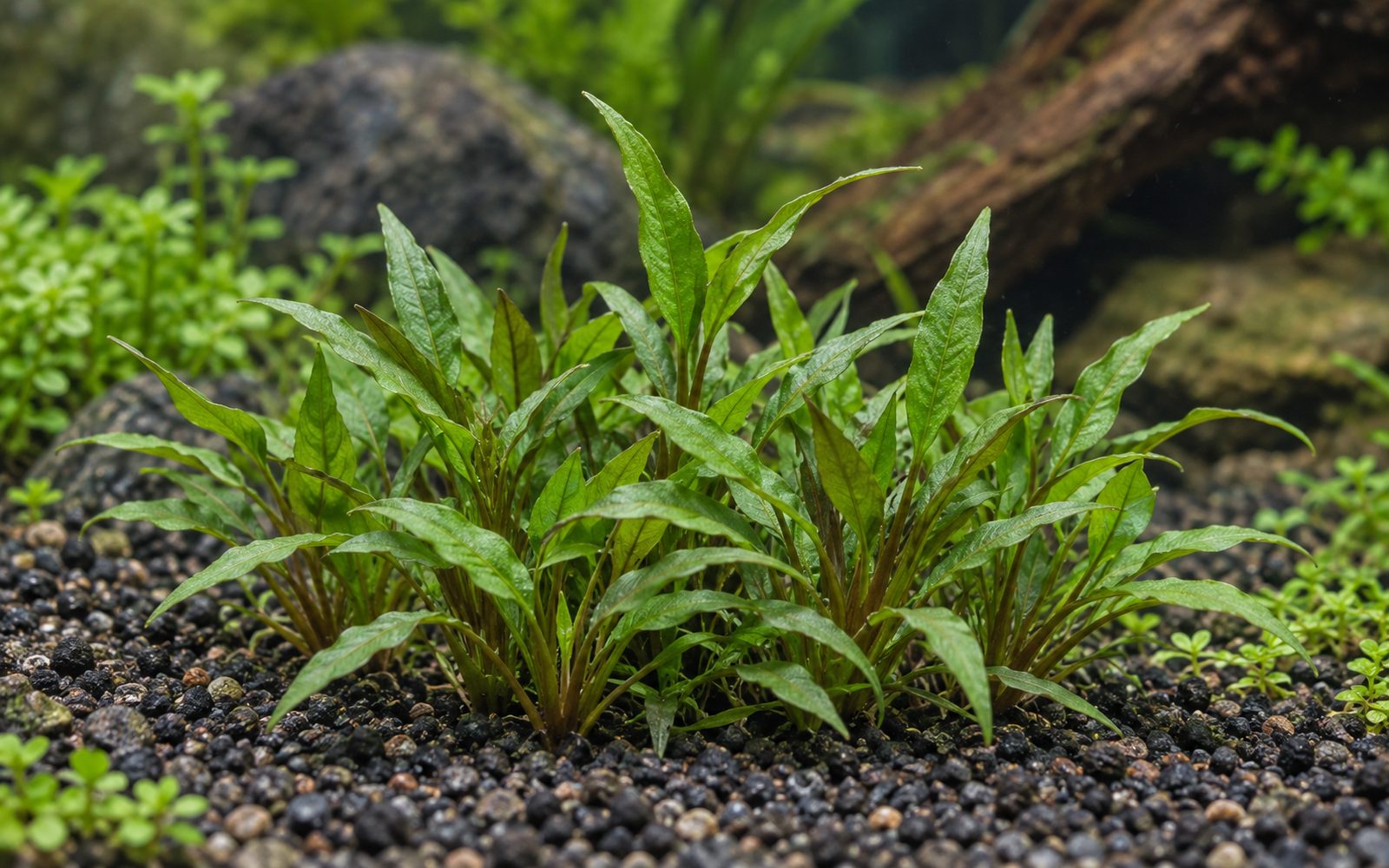 Cryptocoryne Willisii (Cryptocoryne × willisii)