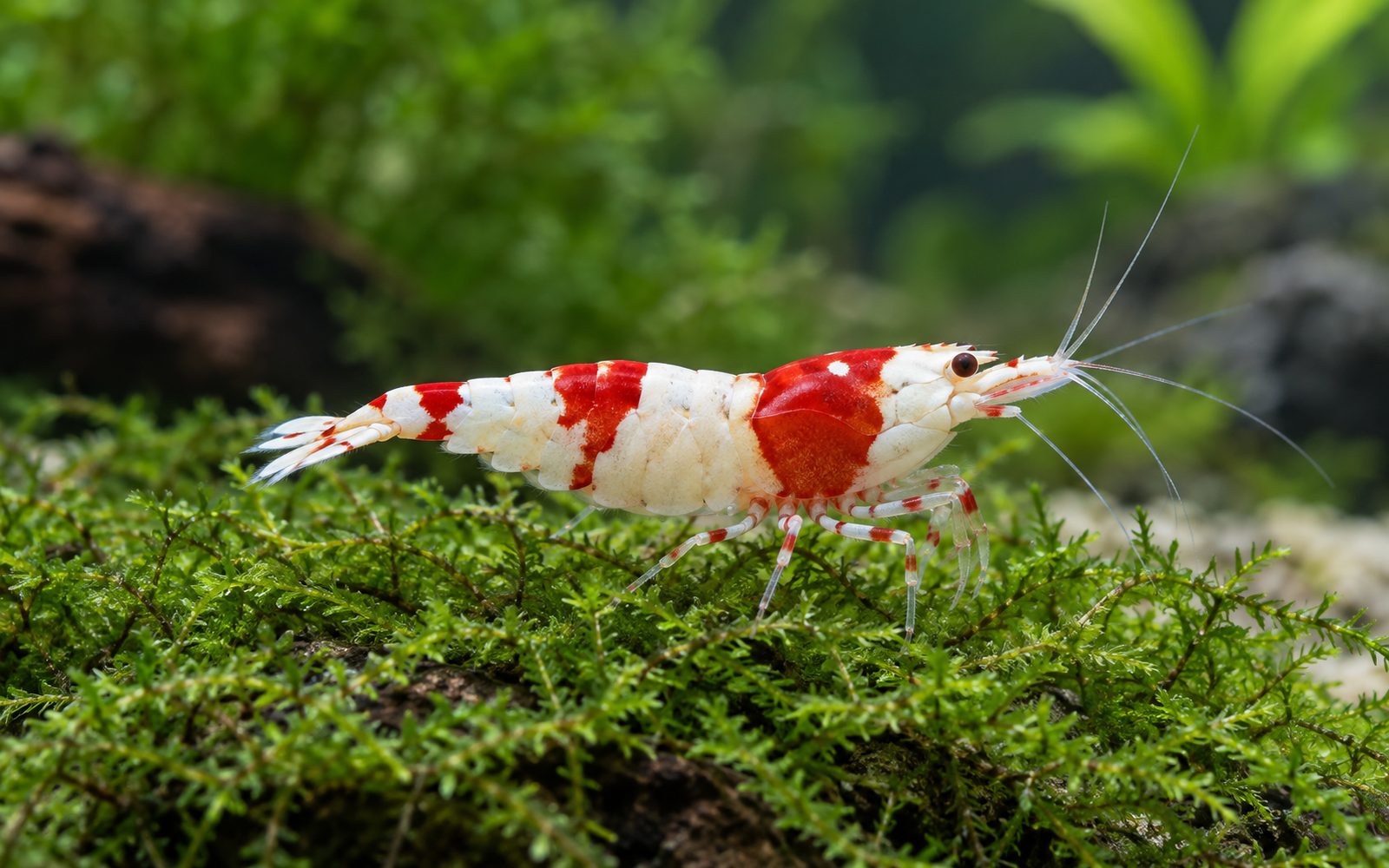 Kristal Karides (Caridina cantonensis)