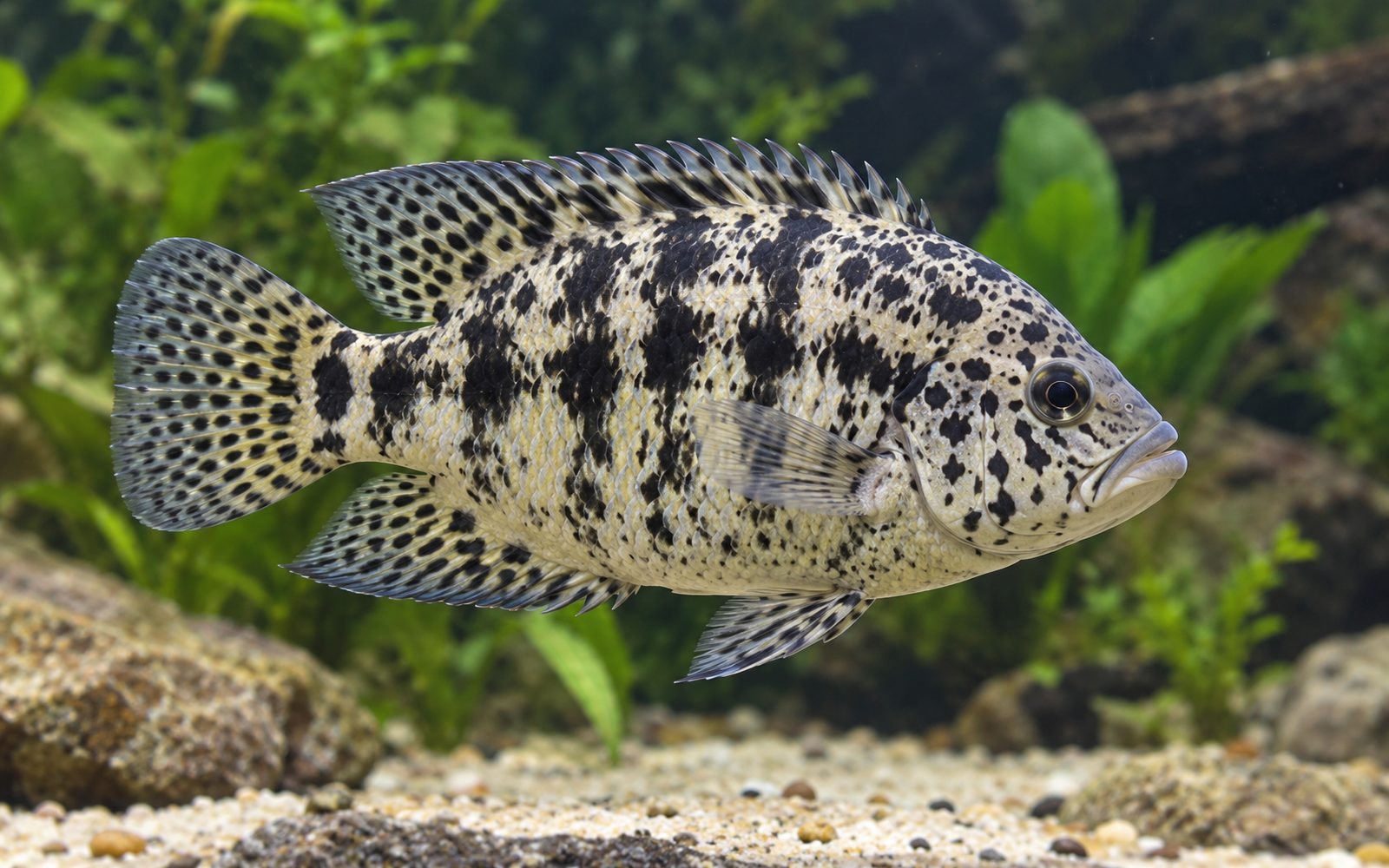 Küba Çiklit (Nandopsis tetracanthus)