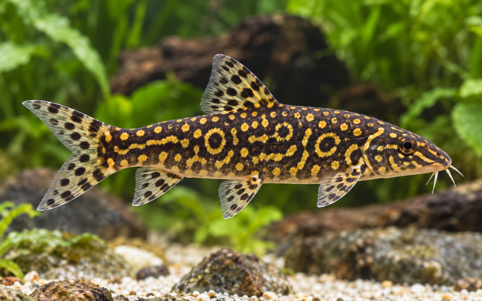 Kubotai Botia (Botia kubotai)