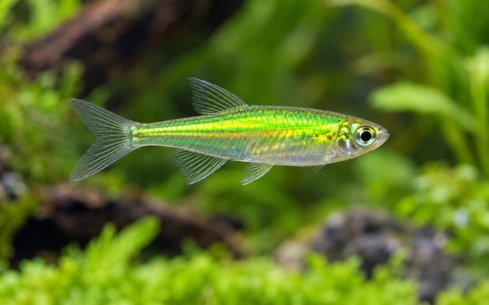 Kubotai Rasbora (Microdevario kubotai)