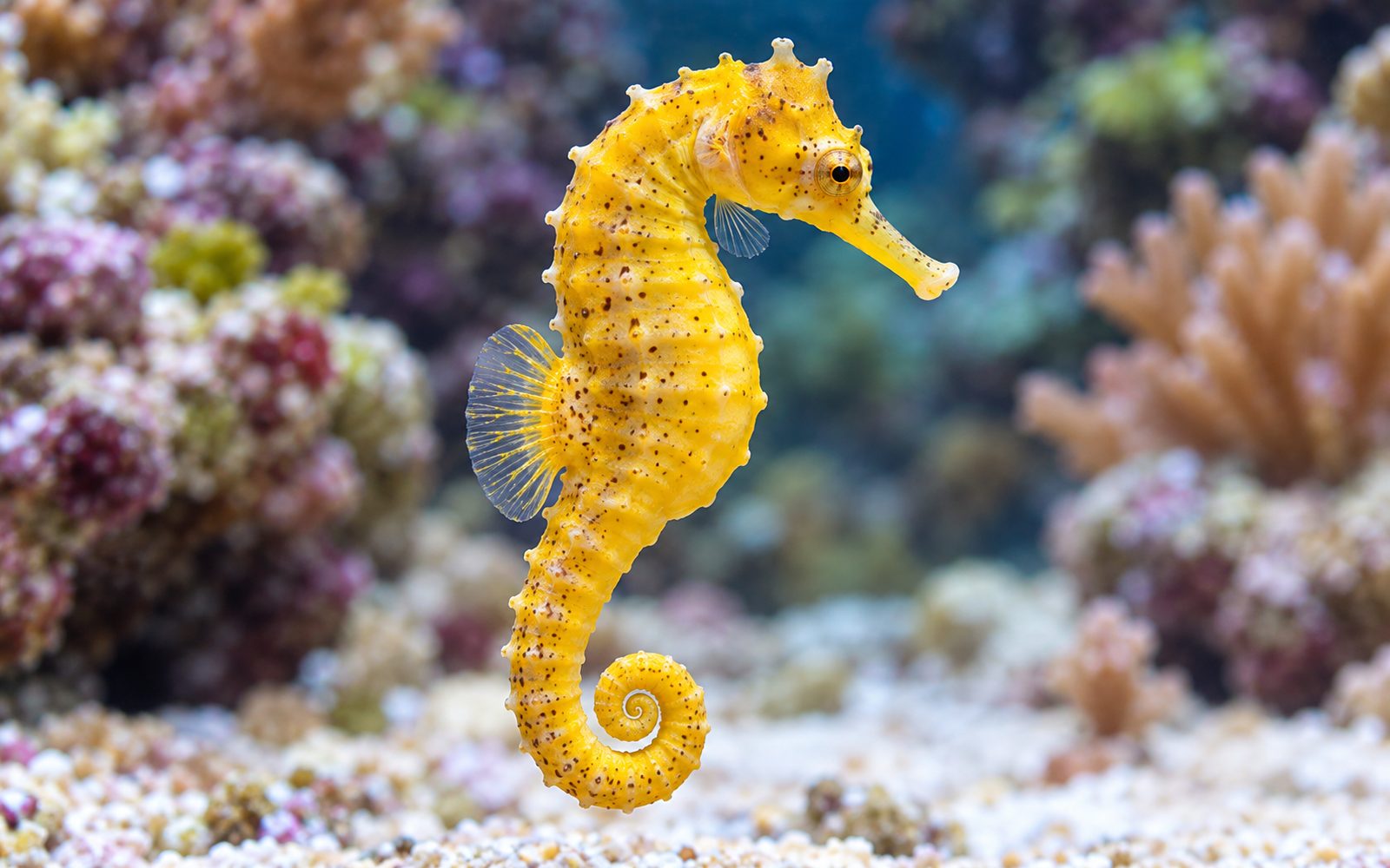 Kuda Deniz Atı (Hippocampus kuda)