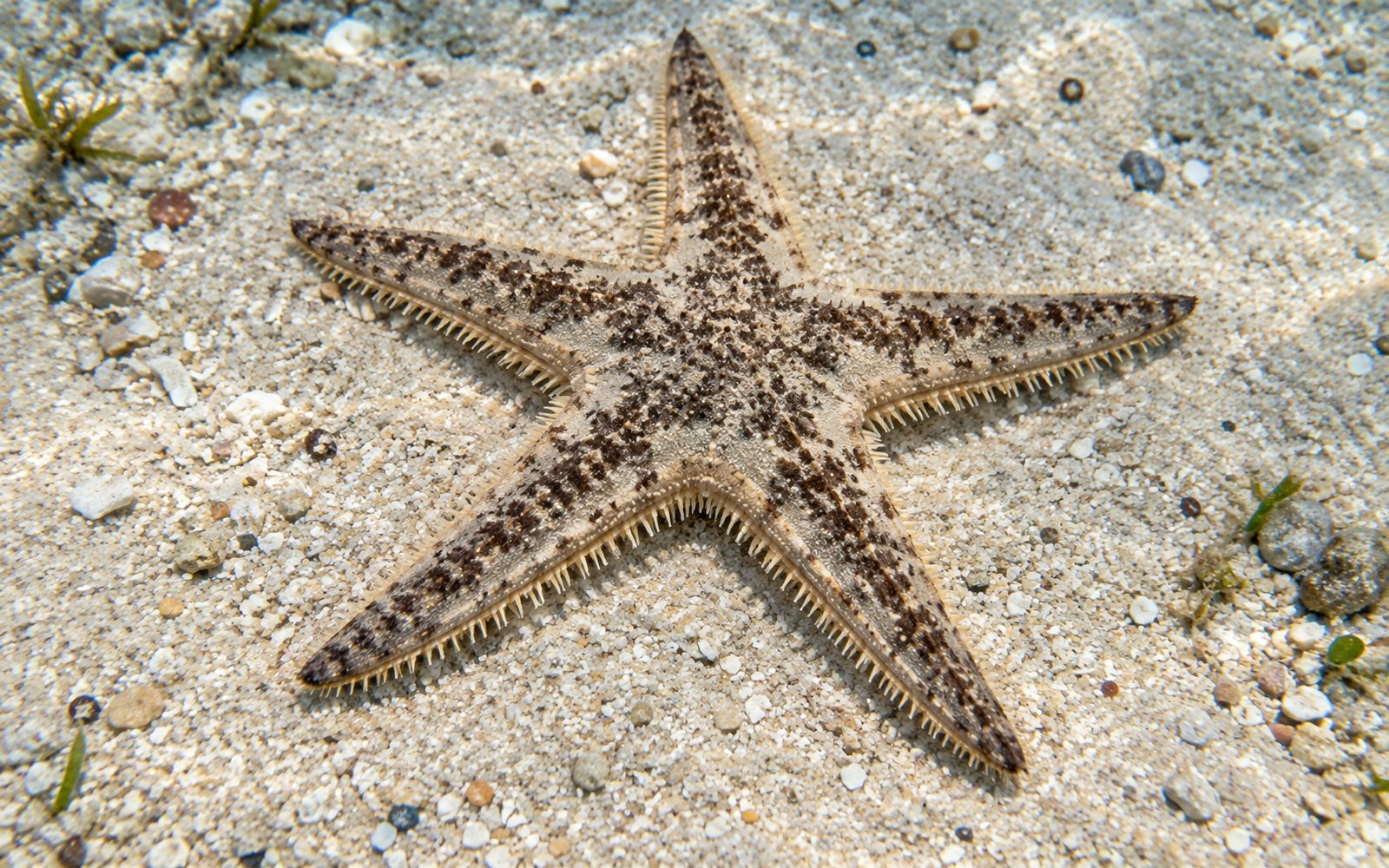 Kum Yıldızı (Archaster typicus)