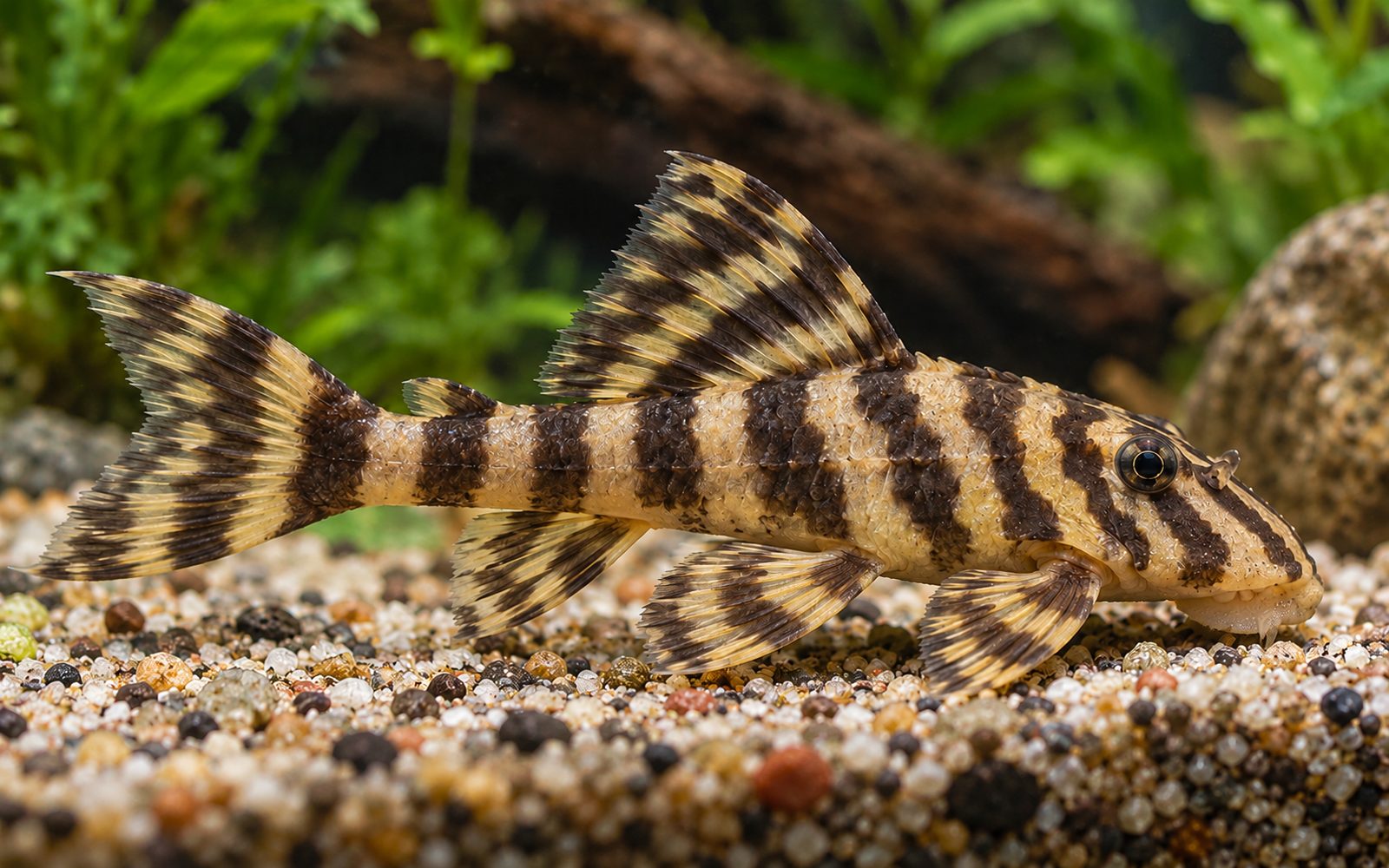 Şeker Çizgili Pleko (L015) (Peckoltia vittata)
