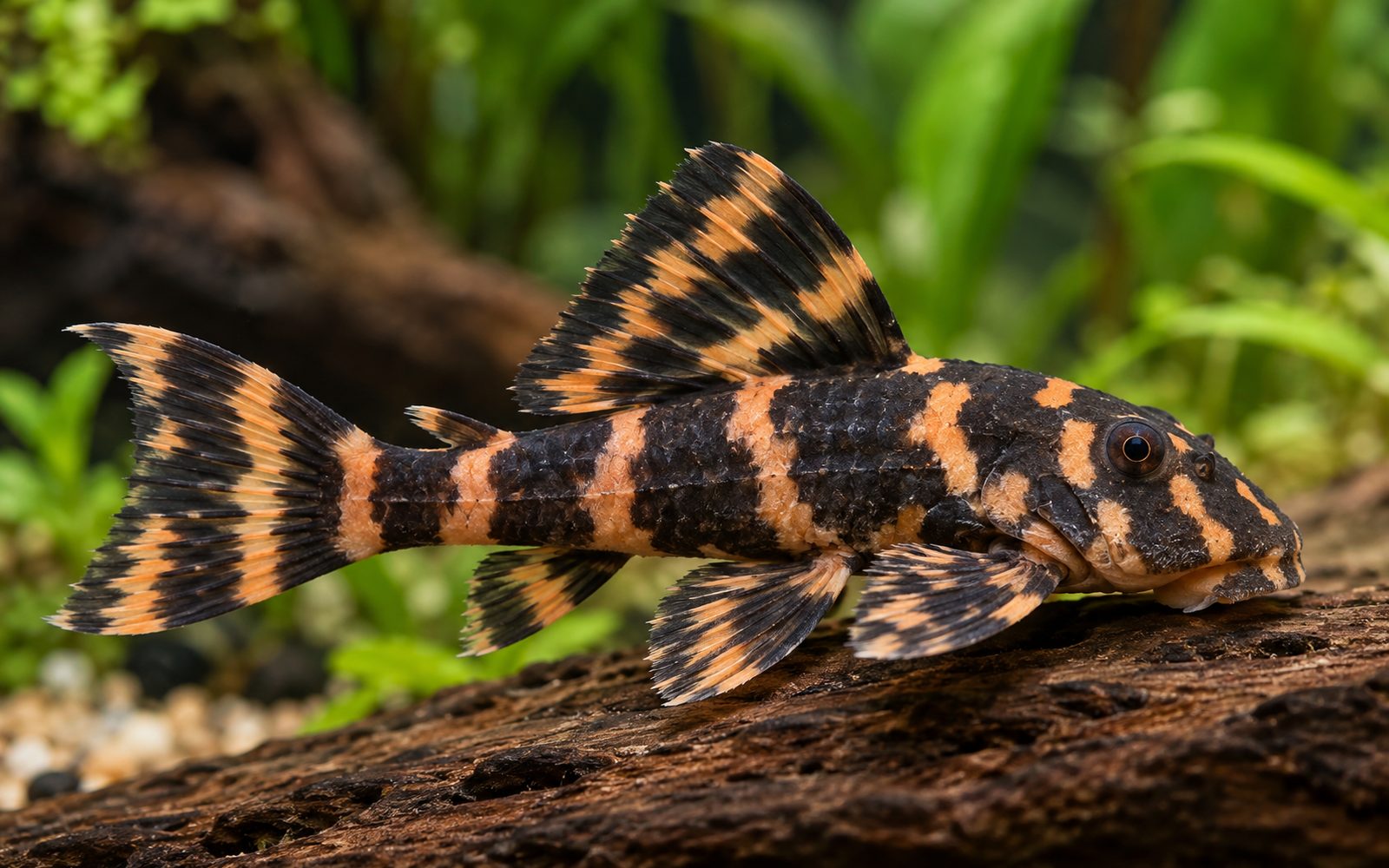 Palyaço Pleko (L104) (Panaqolus maccus)