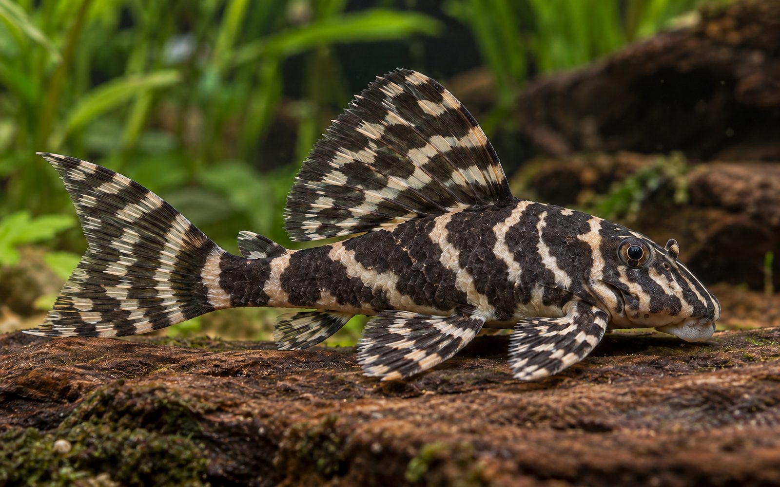 Kolombiya Zebra Pleko (L129) (Hypancistrus debilittera)
