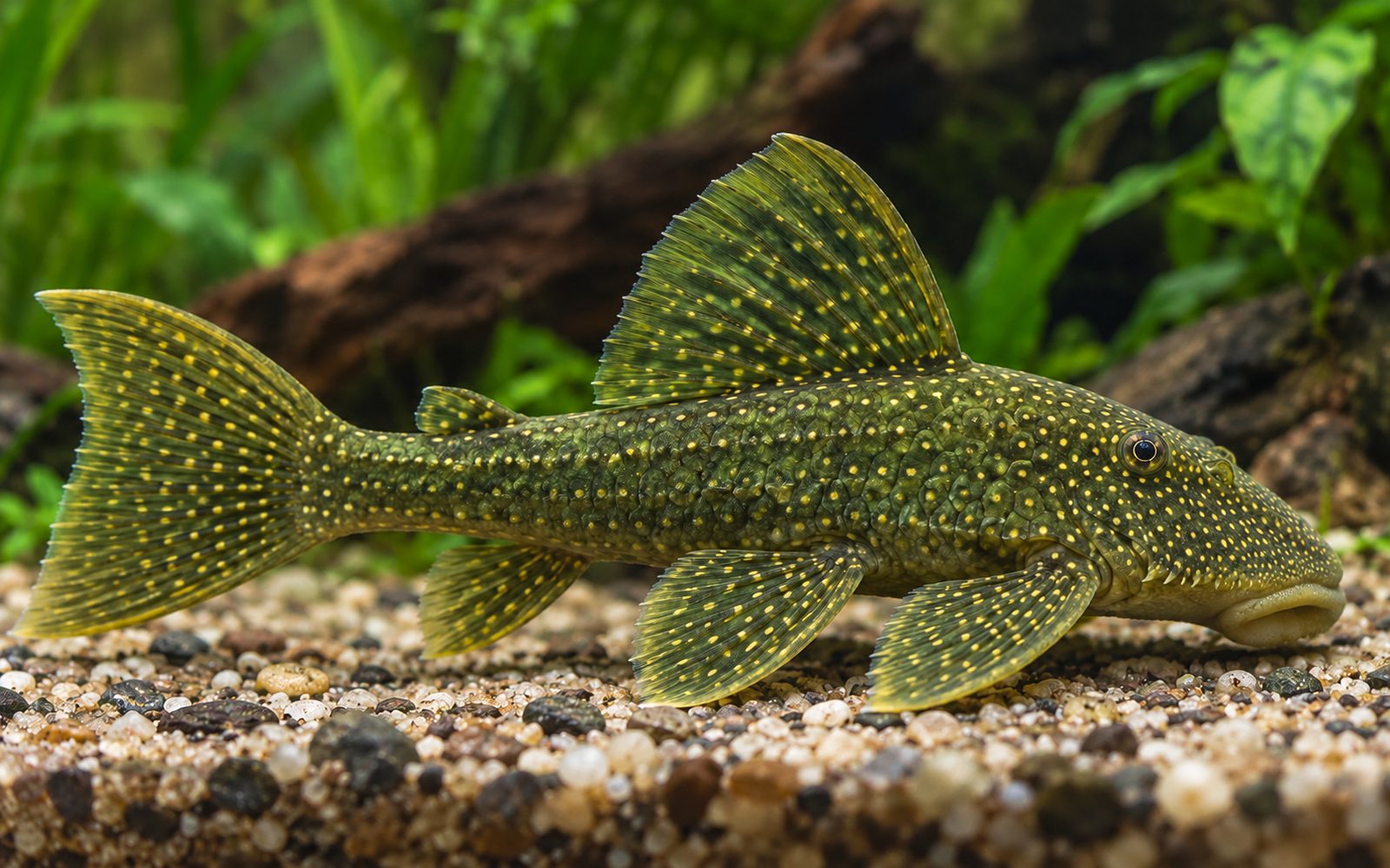 Green Phantom Pleco (L200) (Hemiancistrus subviridis)