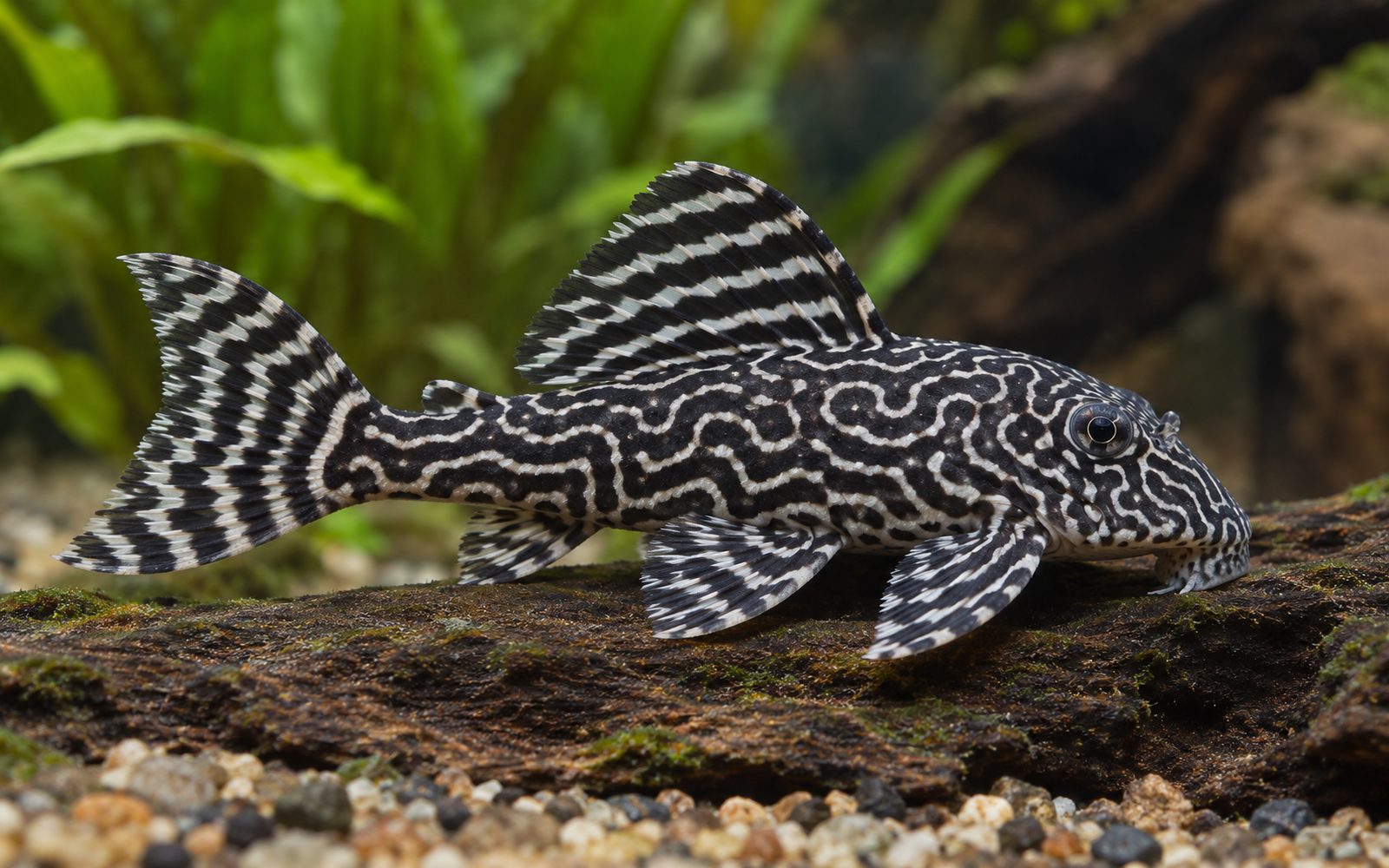 Kraliçe Arabesk Pleko (L260) (Hypancistrus sp. (L260))