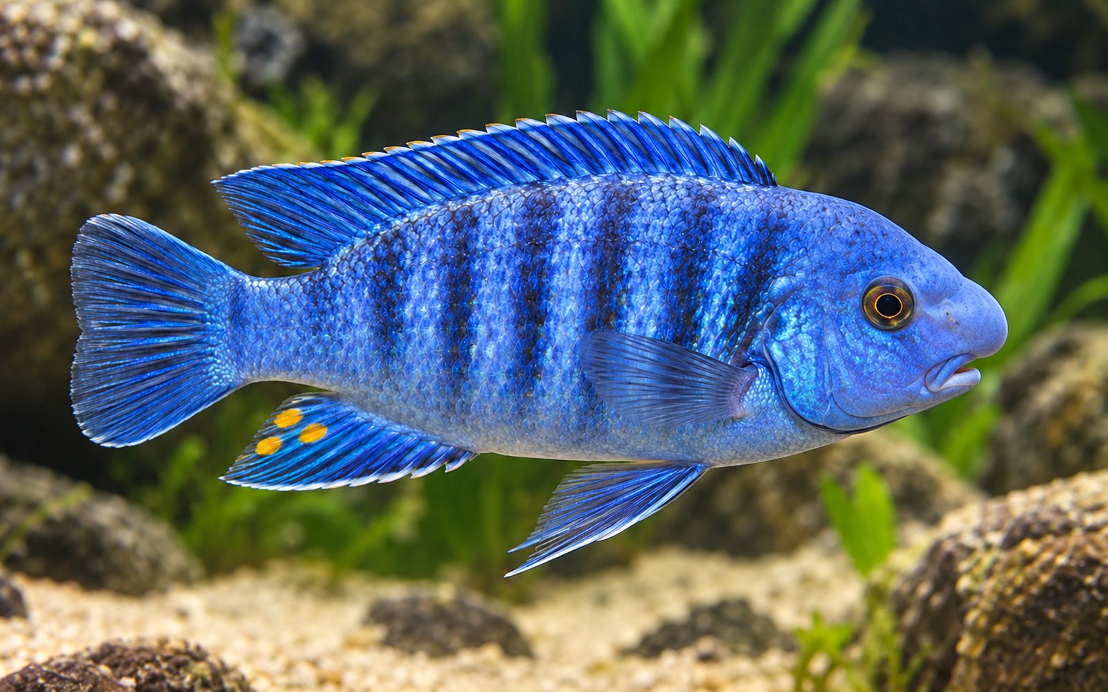 Labeotropheus Fuelleborni (Labeotropheus fuelleborni)