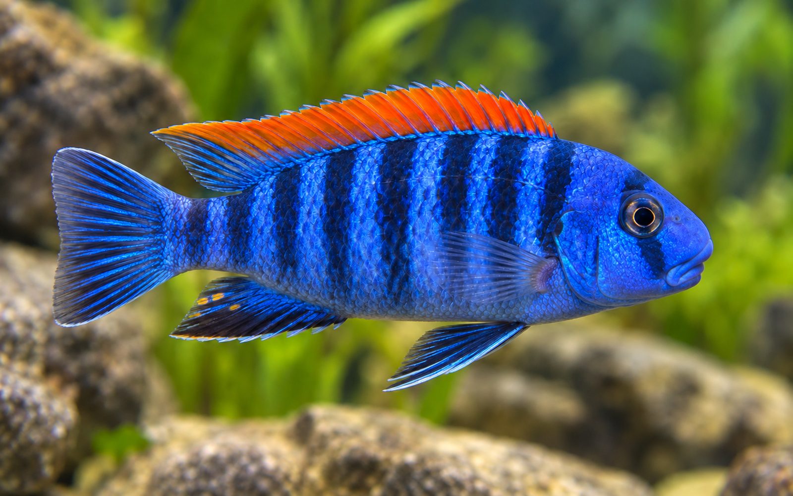 Labeotropheus Trewavasae (Labeotropheus trewavasae)