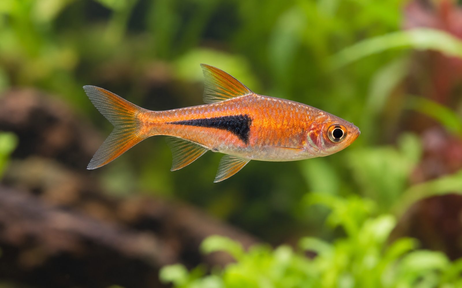 Lambchop Rasbora (Trigonostigma espei)