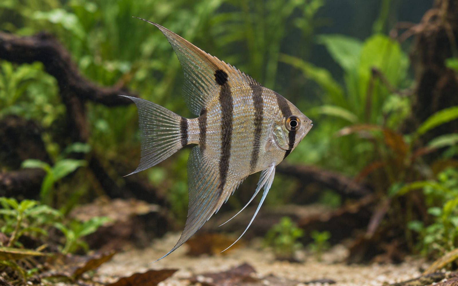 Leopold Melek (Pterophyllum leopoldi)