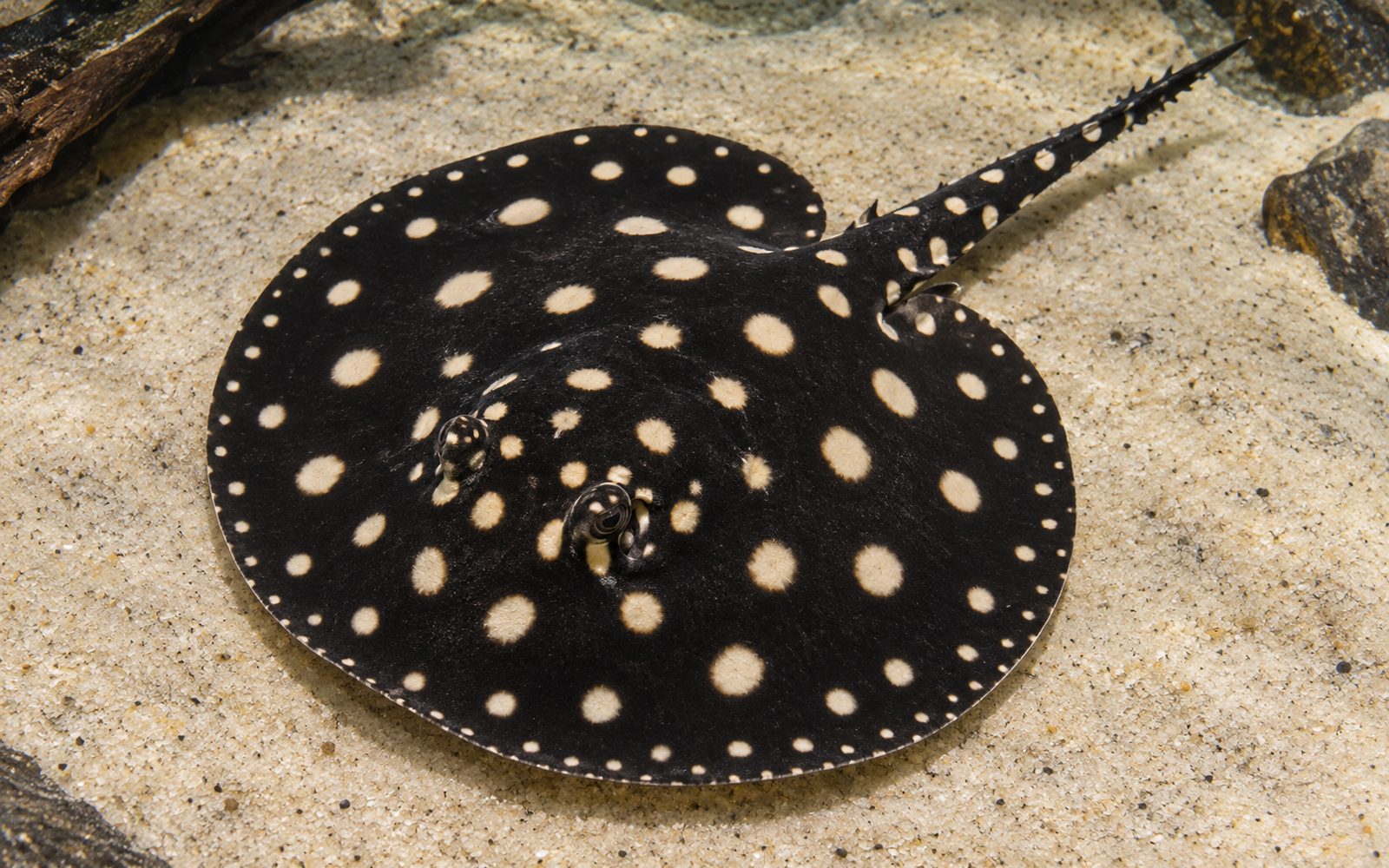 Leopoldi Vatozu (Potamotrygon leopoldi)