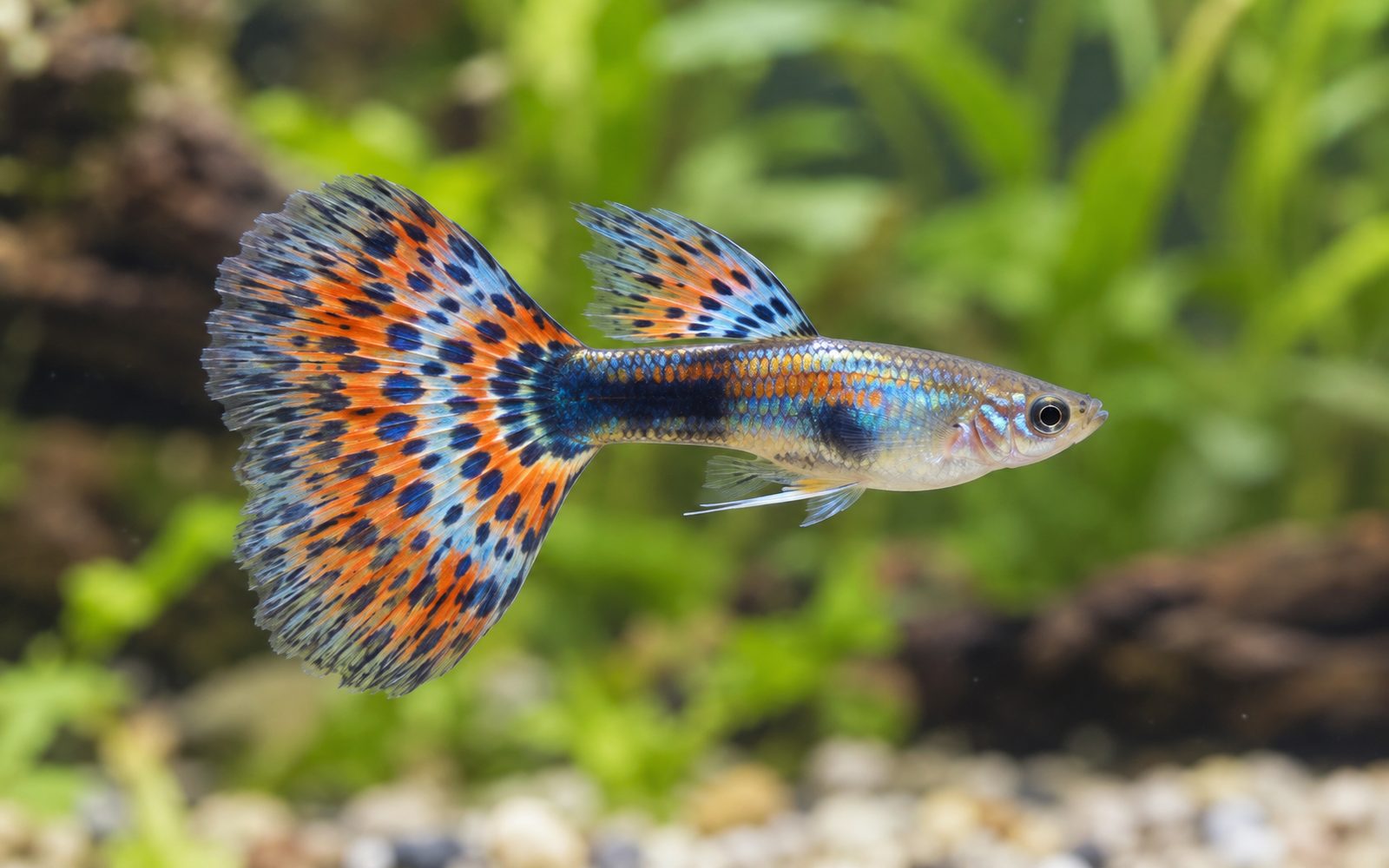Lepistes (Poecilia reticulata)