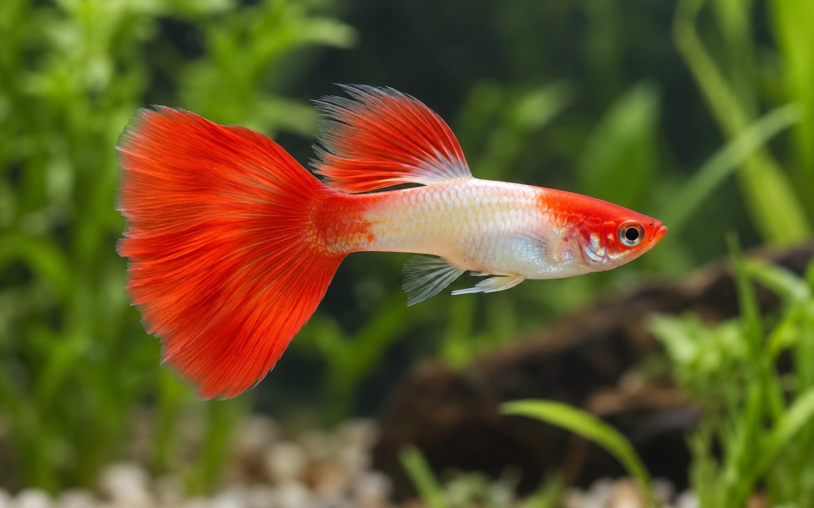 Lepistes — Varyete: Koi