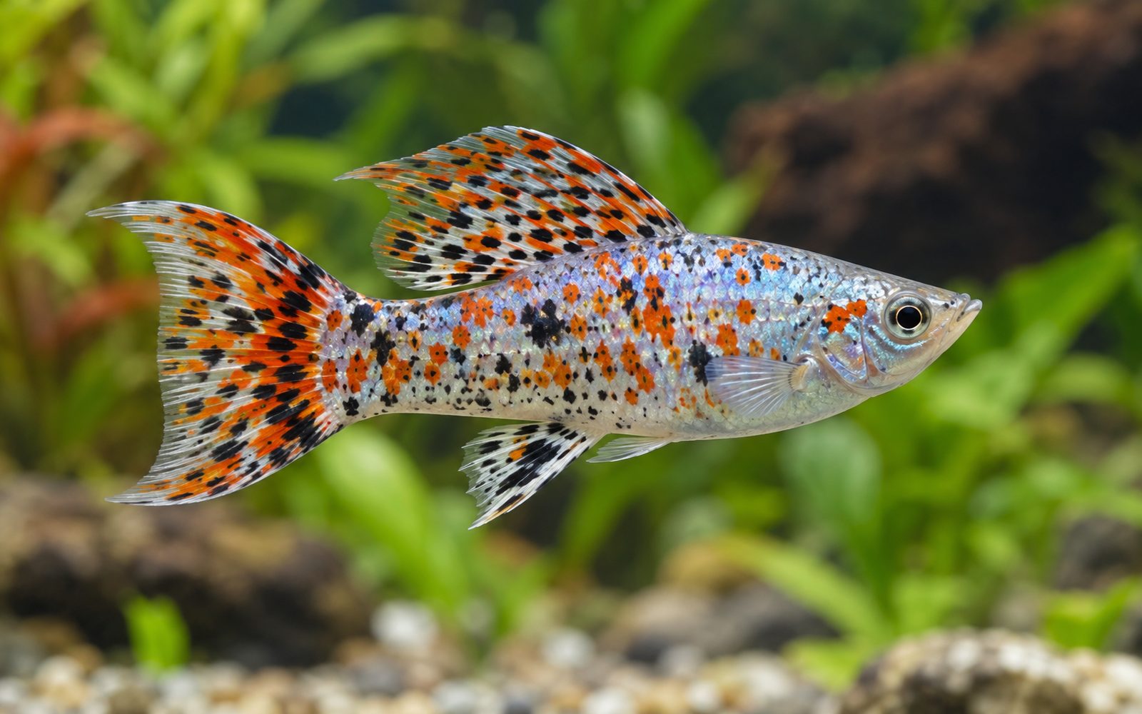 Liberty Molly (Poecilia salvatoris)