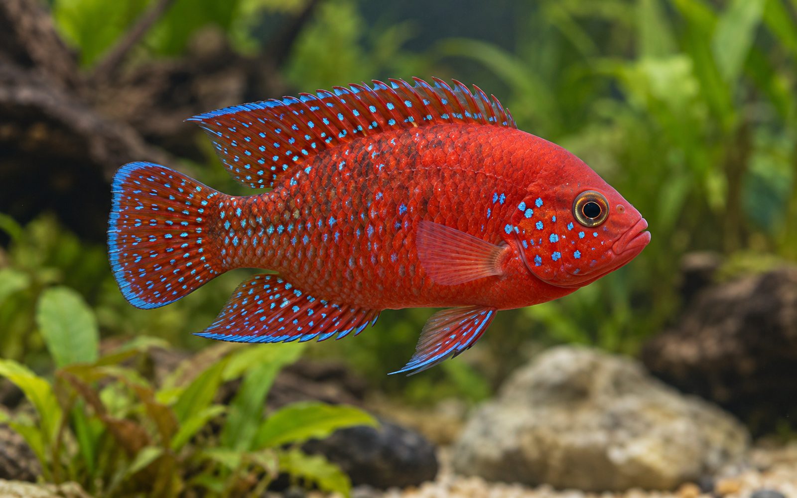 Lifalili Mücevher Çiklit (Hemichromis lifalili)