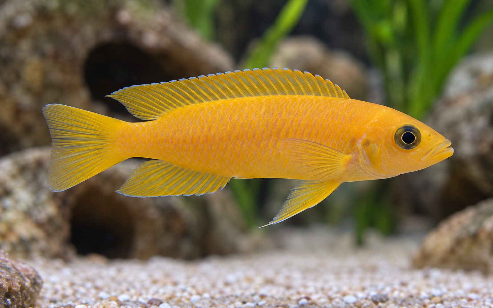 Limon Çiklit (Neolamprologus leleupi)