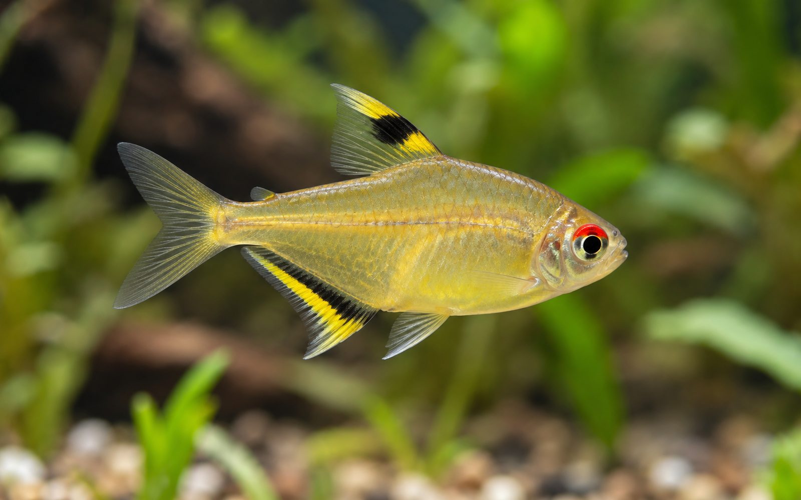 Limon Tetra (Hyphessobrycon pulchripinnis)