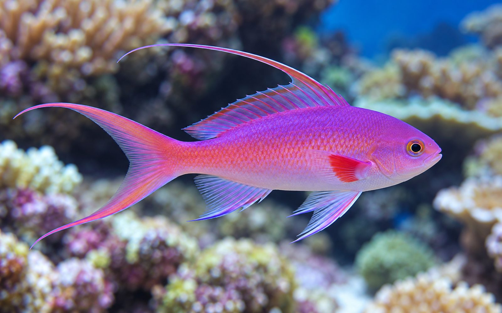 Lir Kuyruklu Anthias (Pseudanthias squamipinnis)
