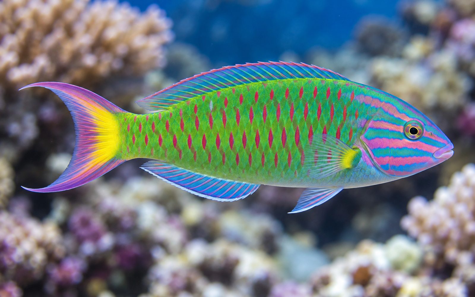 Lunare Wrasse (Thalassoma lunare)