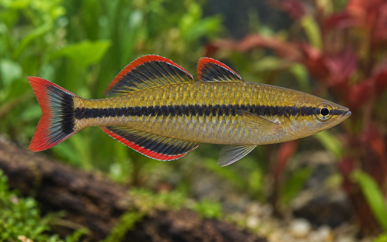 Madagaskar Gökkuşağı (Bedotia madagascariensis)
