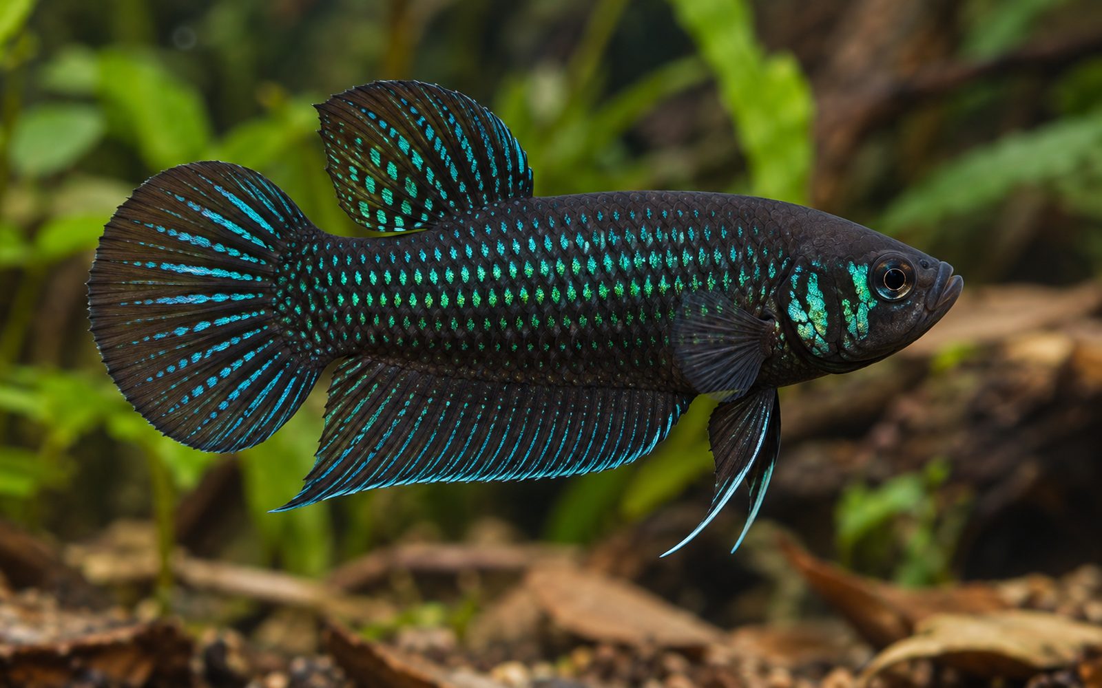 Mahachai Beta (Betta mahachaiensis)