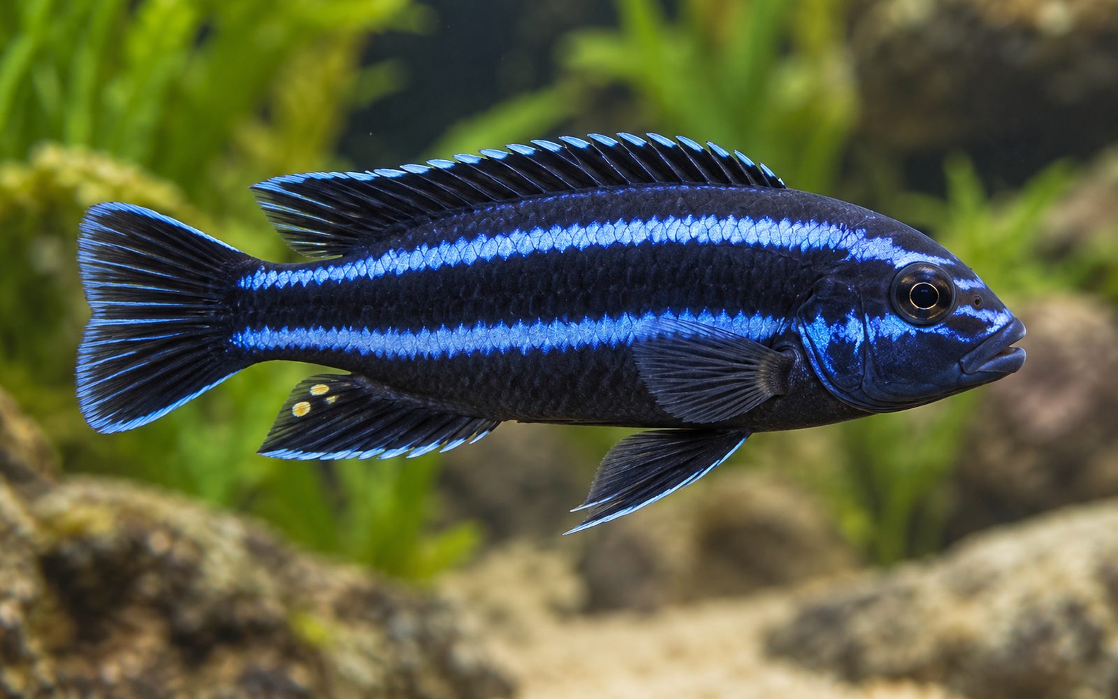 Maingano (Melanochromis cyaneorhabdos)
