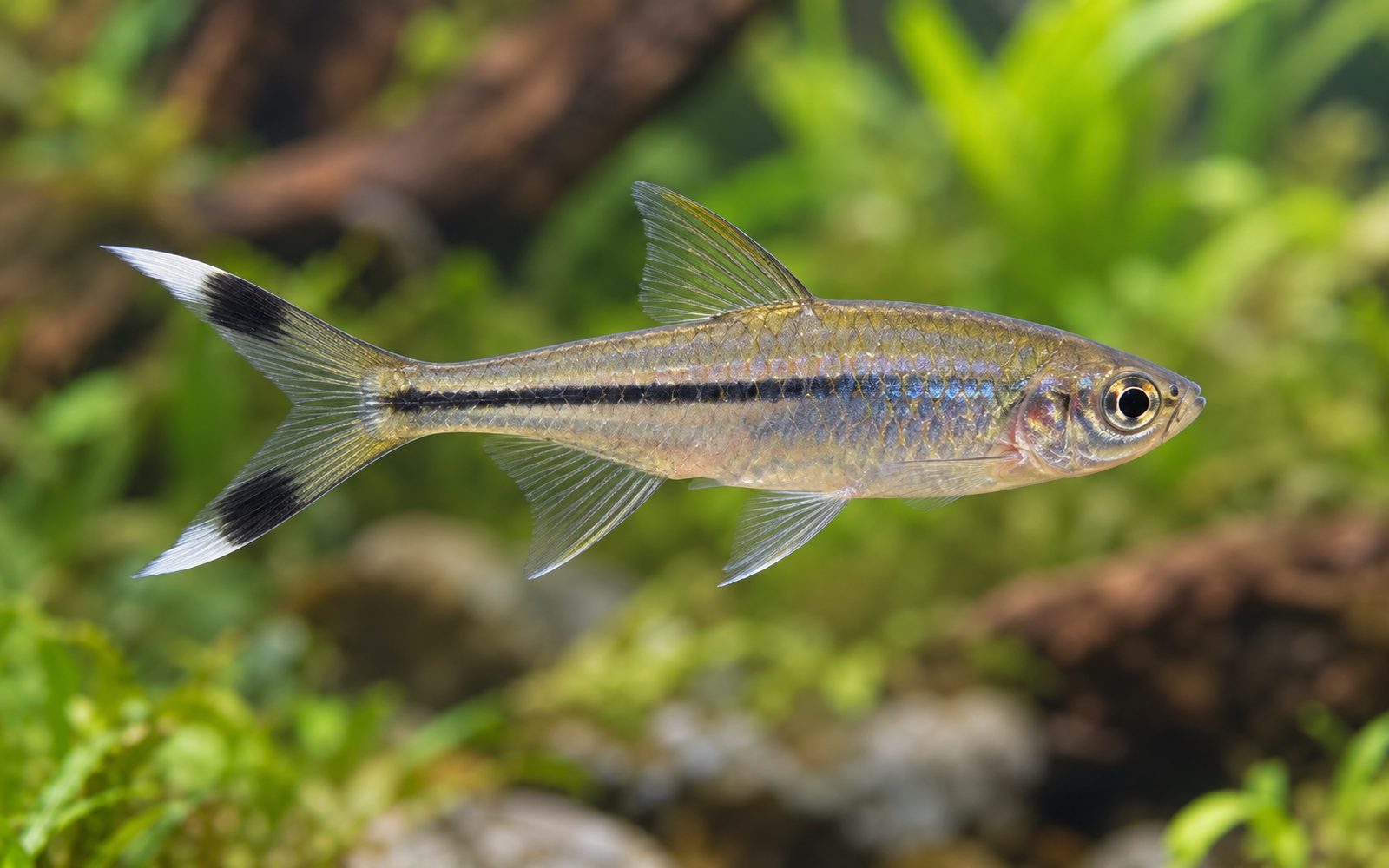 Makas Kuyruk Rasbora (Rasbora trilineata)