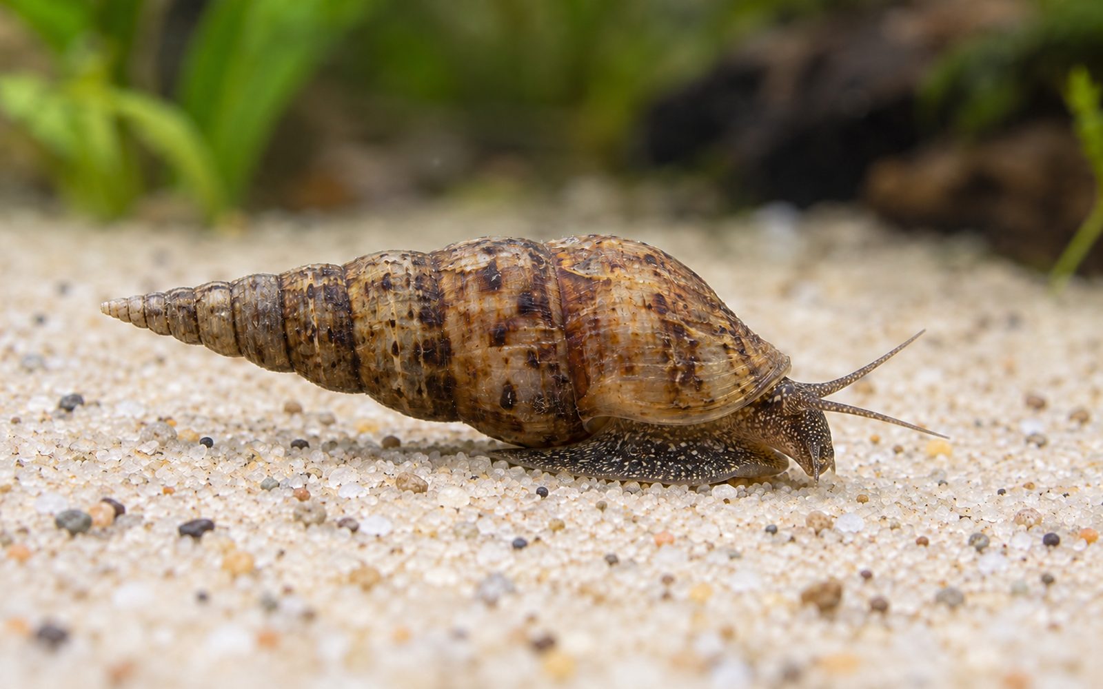 Malezya Salyangozu (Melanoides tuberculata)