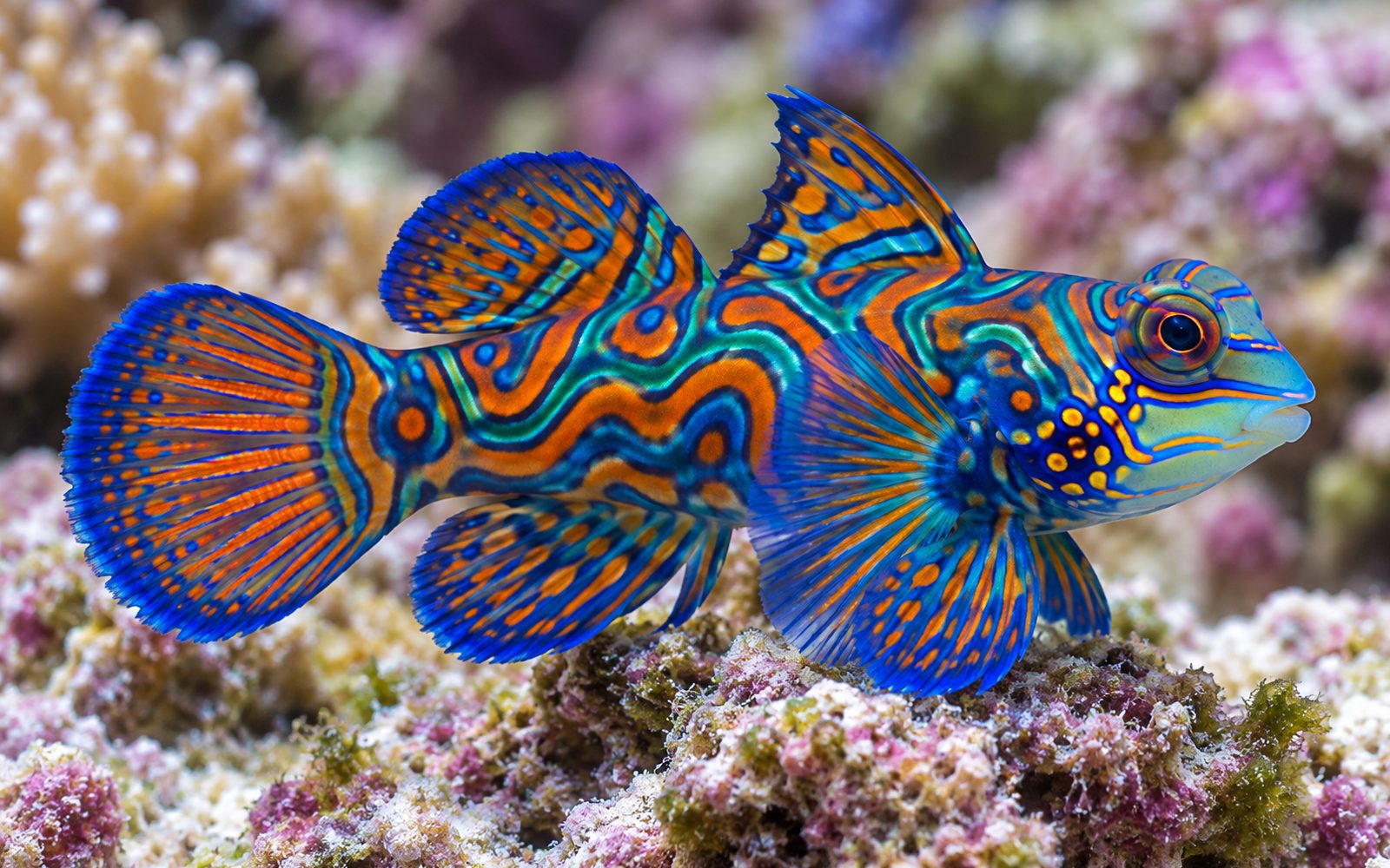 Mandarin Balığı (Synchiropus splendidus)