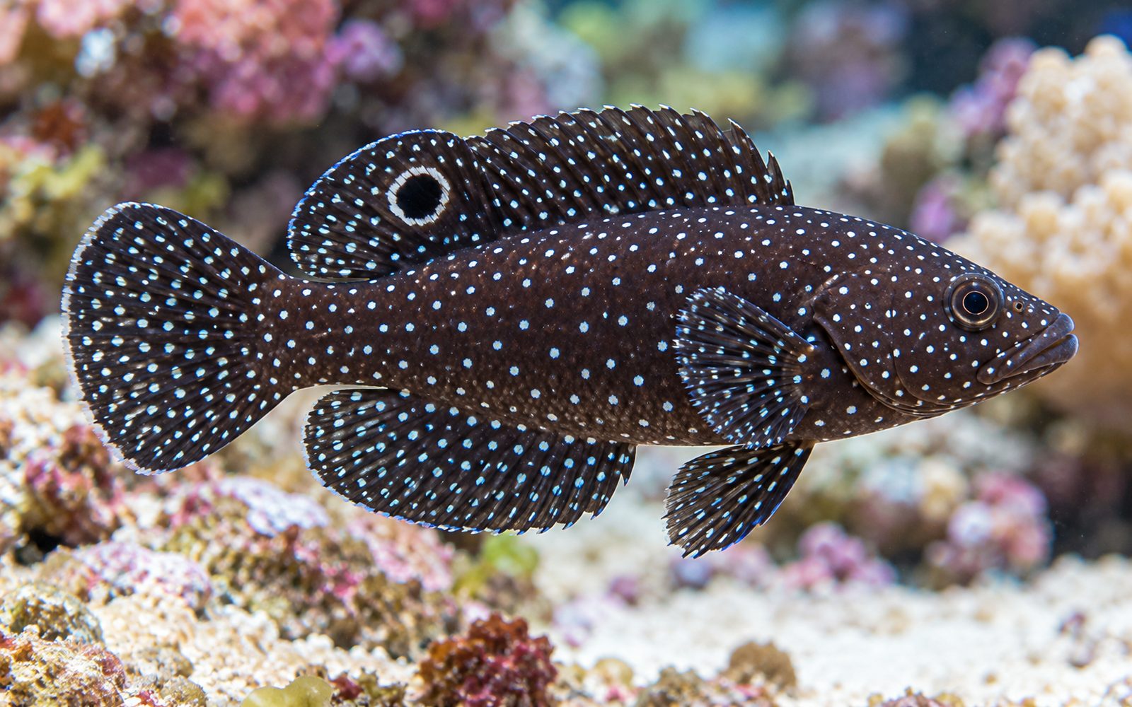 Marine Betta (Calloplesiops altivelis)