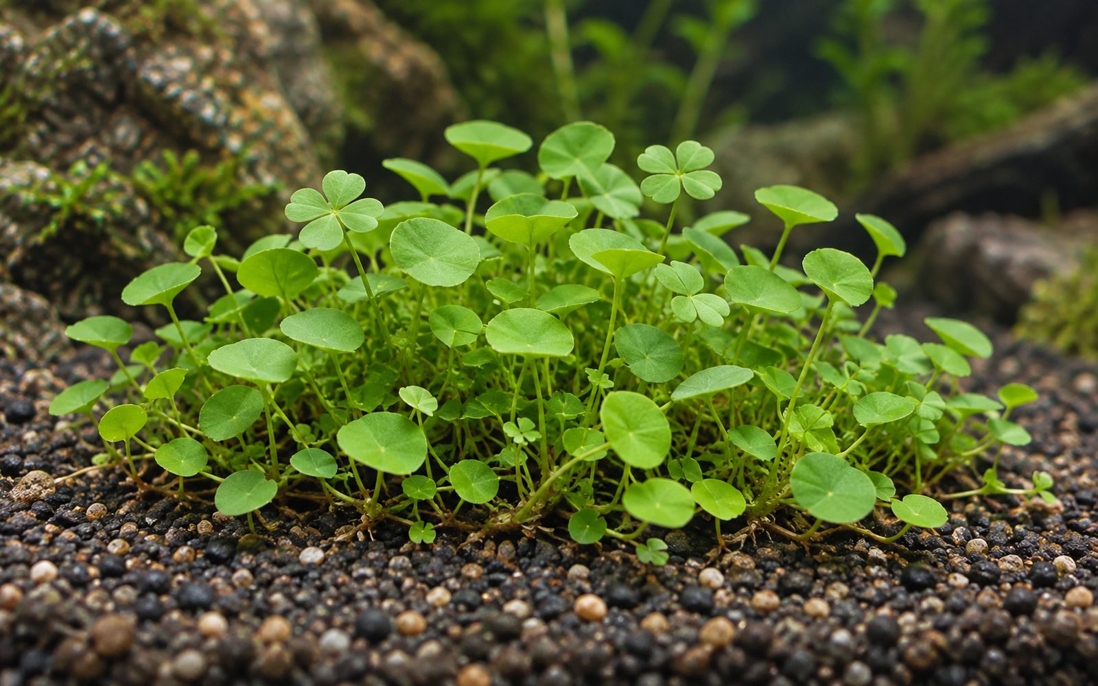 Marsilea Hirsuta (Marsilea hirsuta)