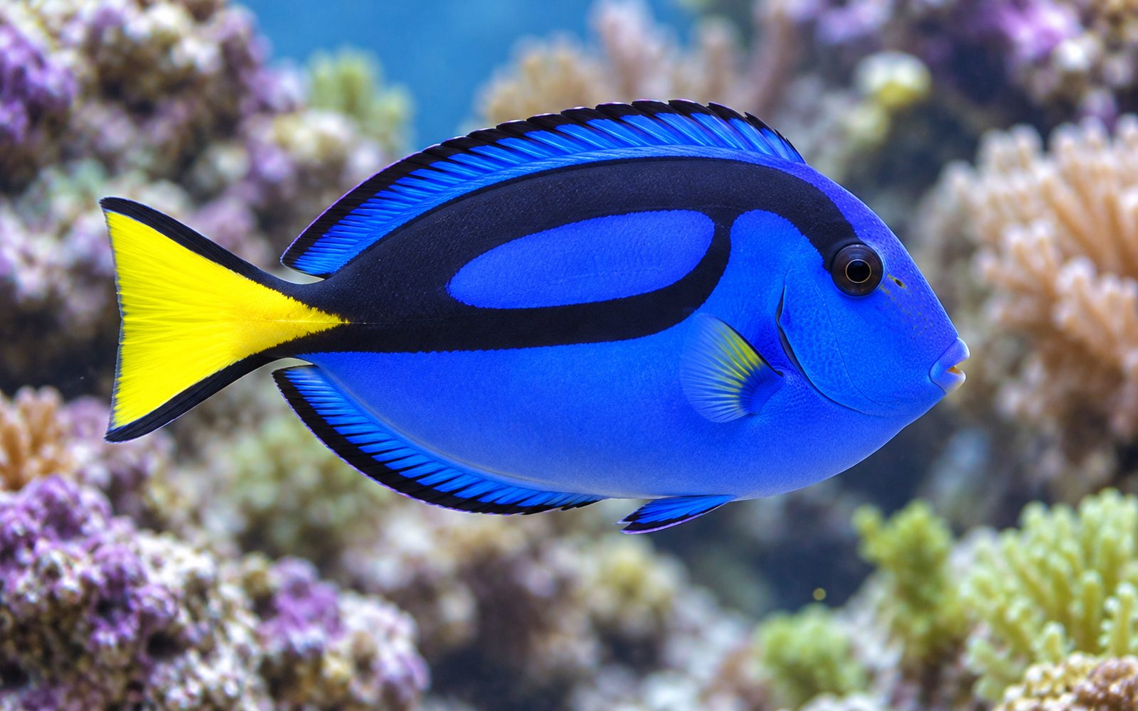 Mavi Cerrah (Paracanthurus hepatus)