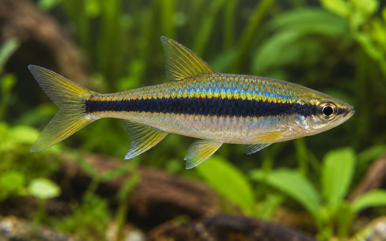 Mavi Çizgili Rasbora (Rasbora einthovenii)