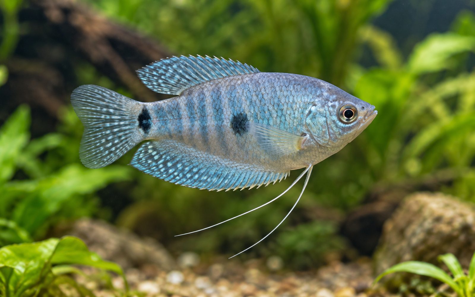 Mavi Gurami (Trichopodus trichopterus)