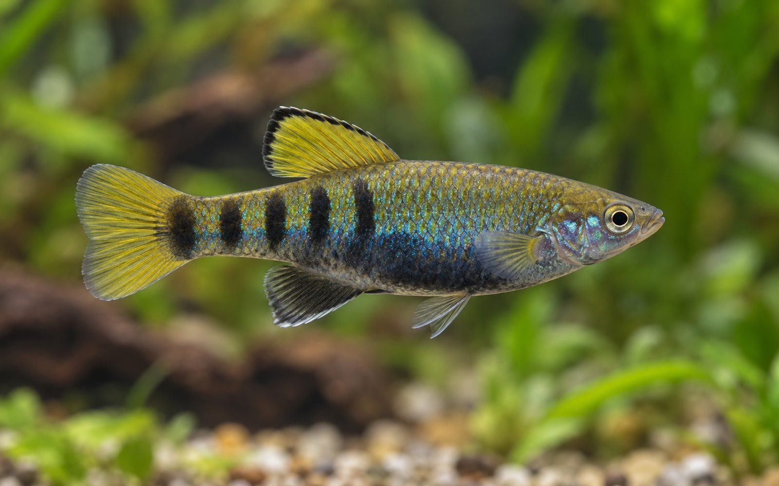 Mavi Limia (Limia melanogaster)