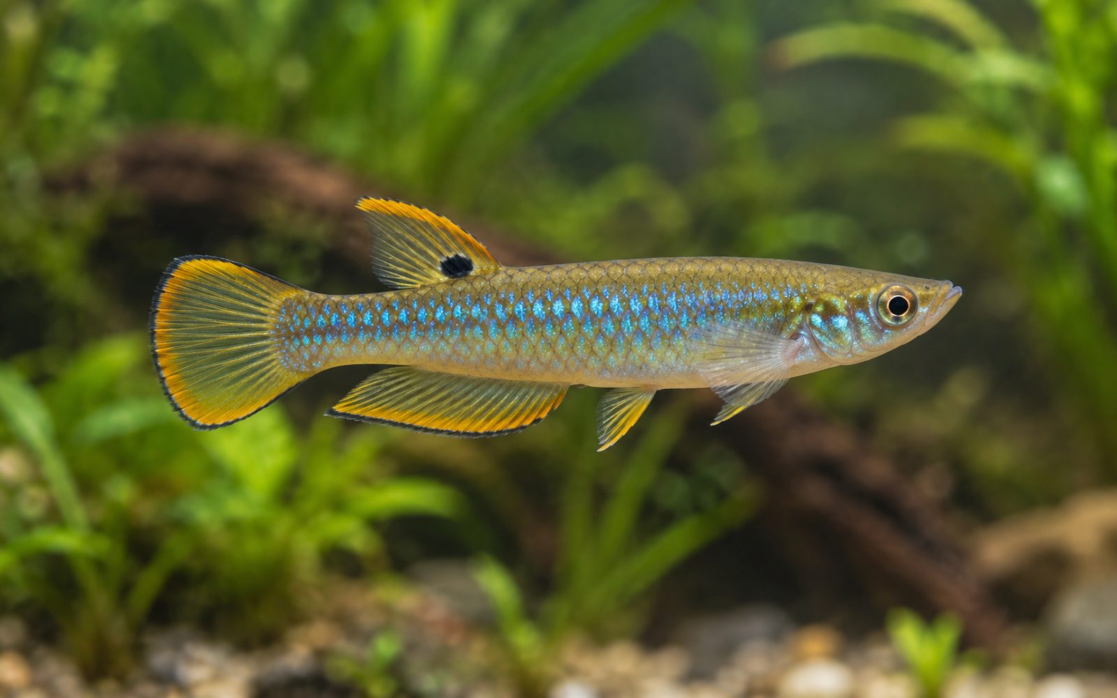 Mavi Panchax (Aplocheilus panchax)