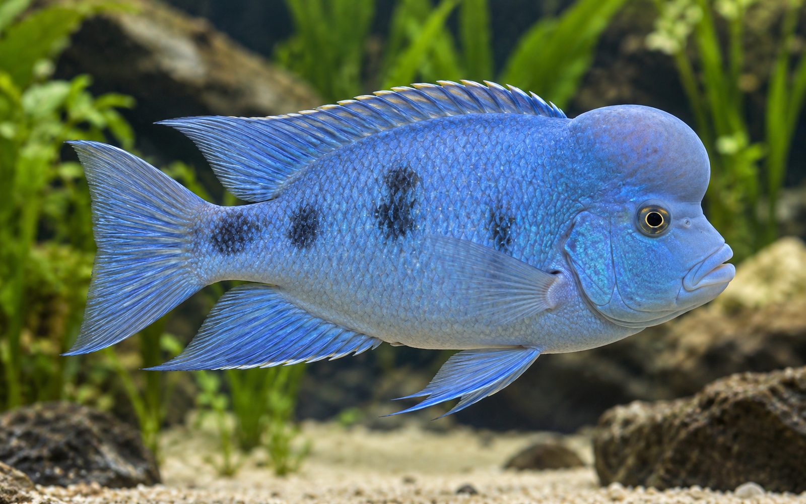 Mavi Yunus (Cyrtocara moorii)