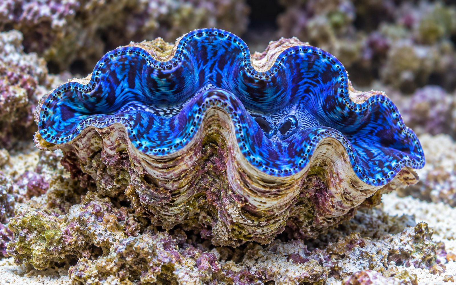 Maxima Tridakna (Tridacna maxima)
