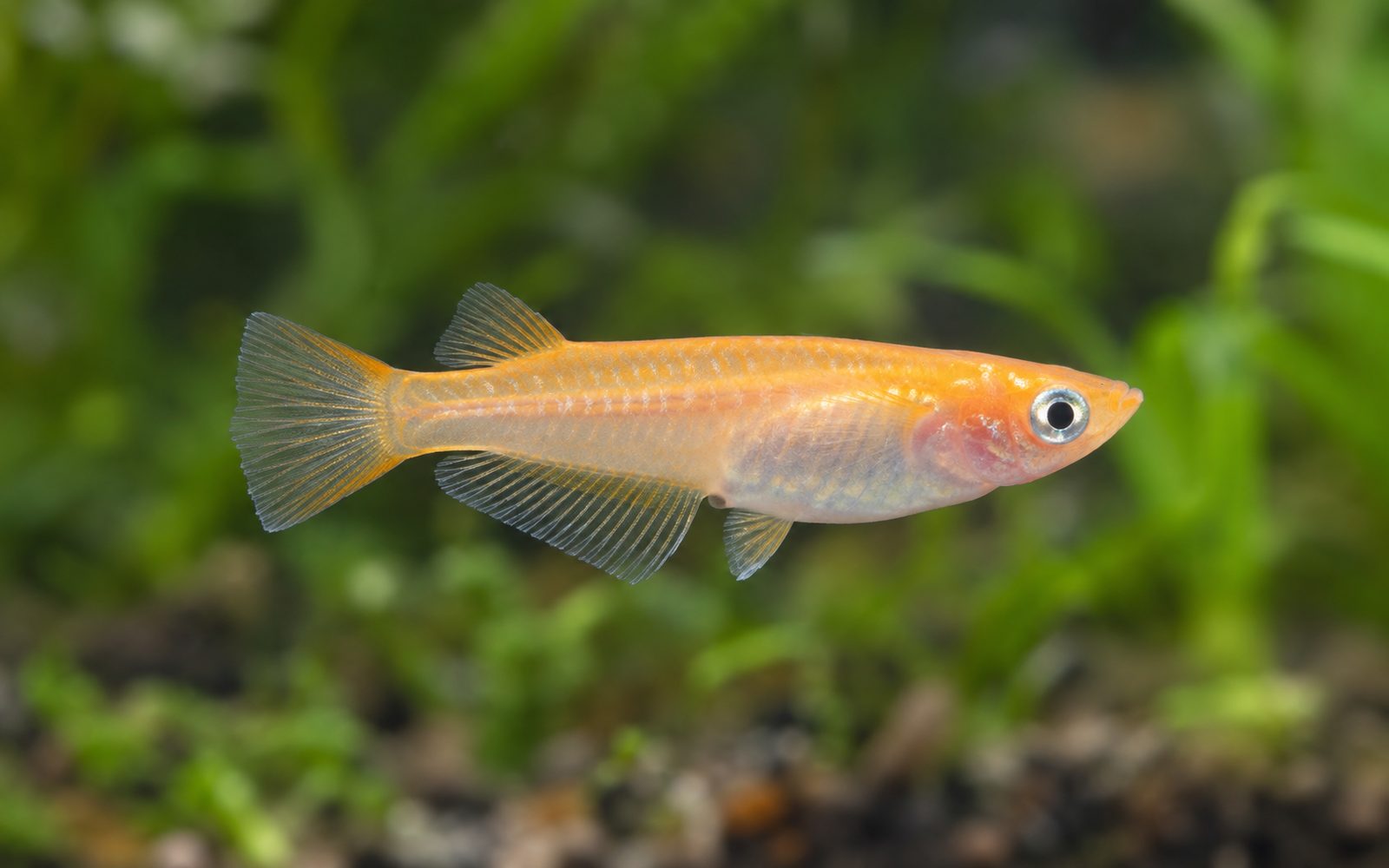 Medaka (Oryzias latipes)