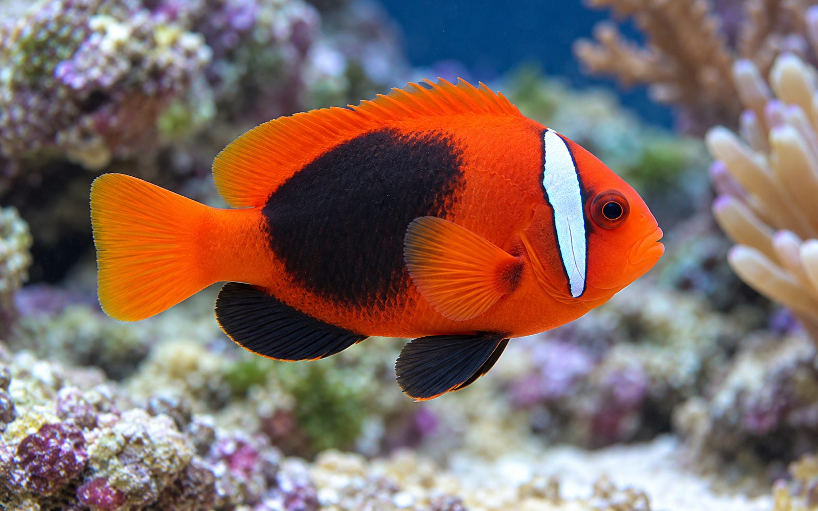Melanopus Palyaço Balığı (Amphiprion melanopus)