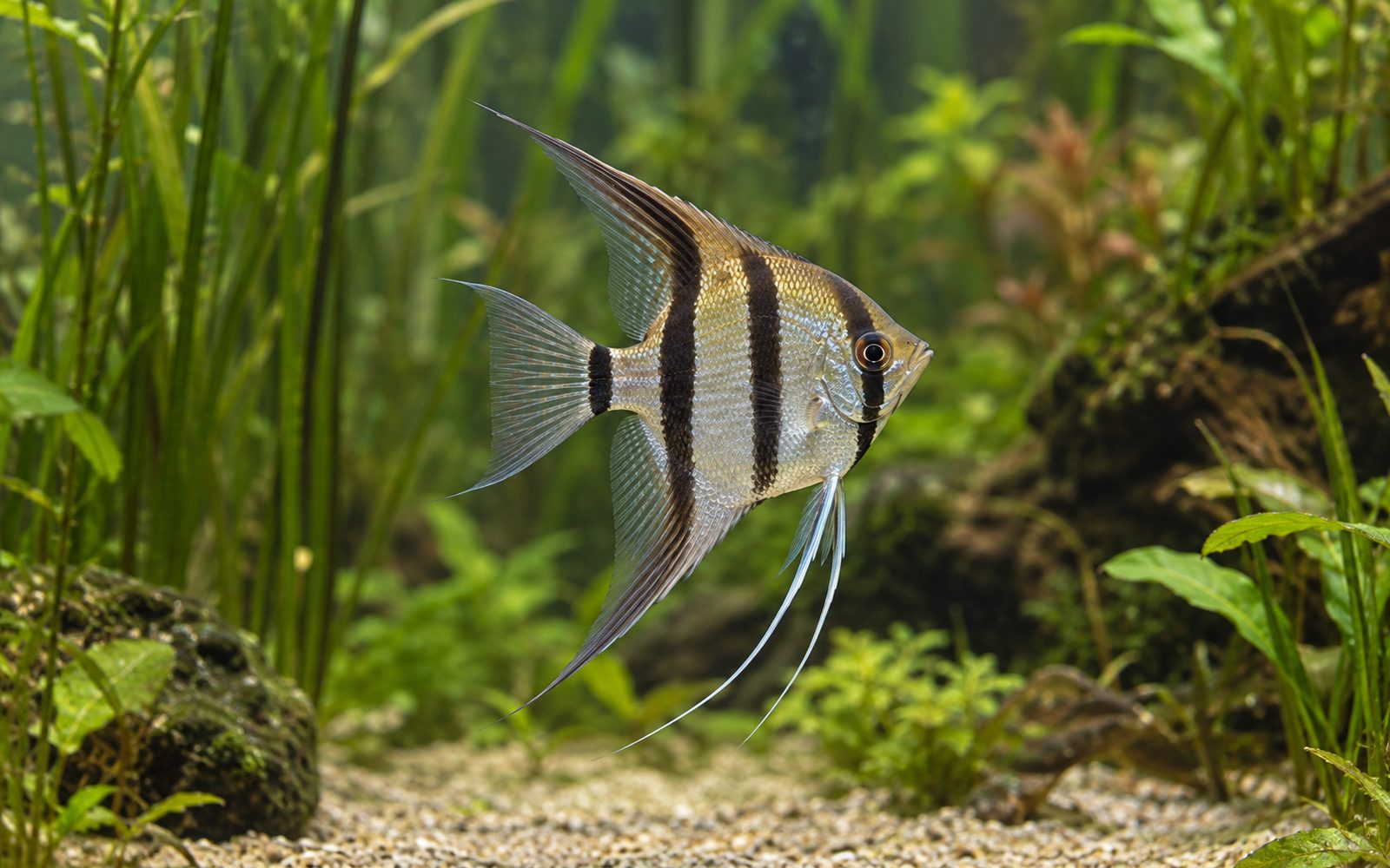 Melek Balığı (Pterophyllum scalare)