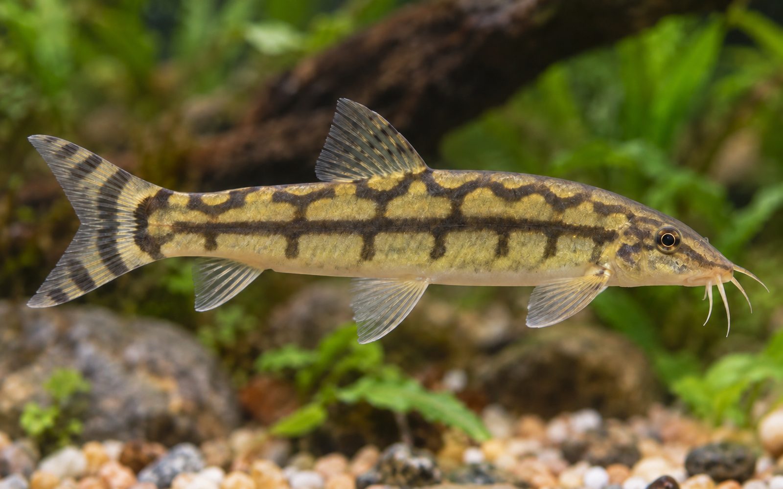 Merdiven Botia (Botia rostrata)