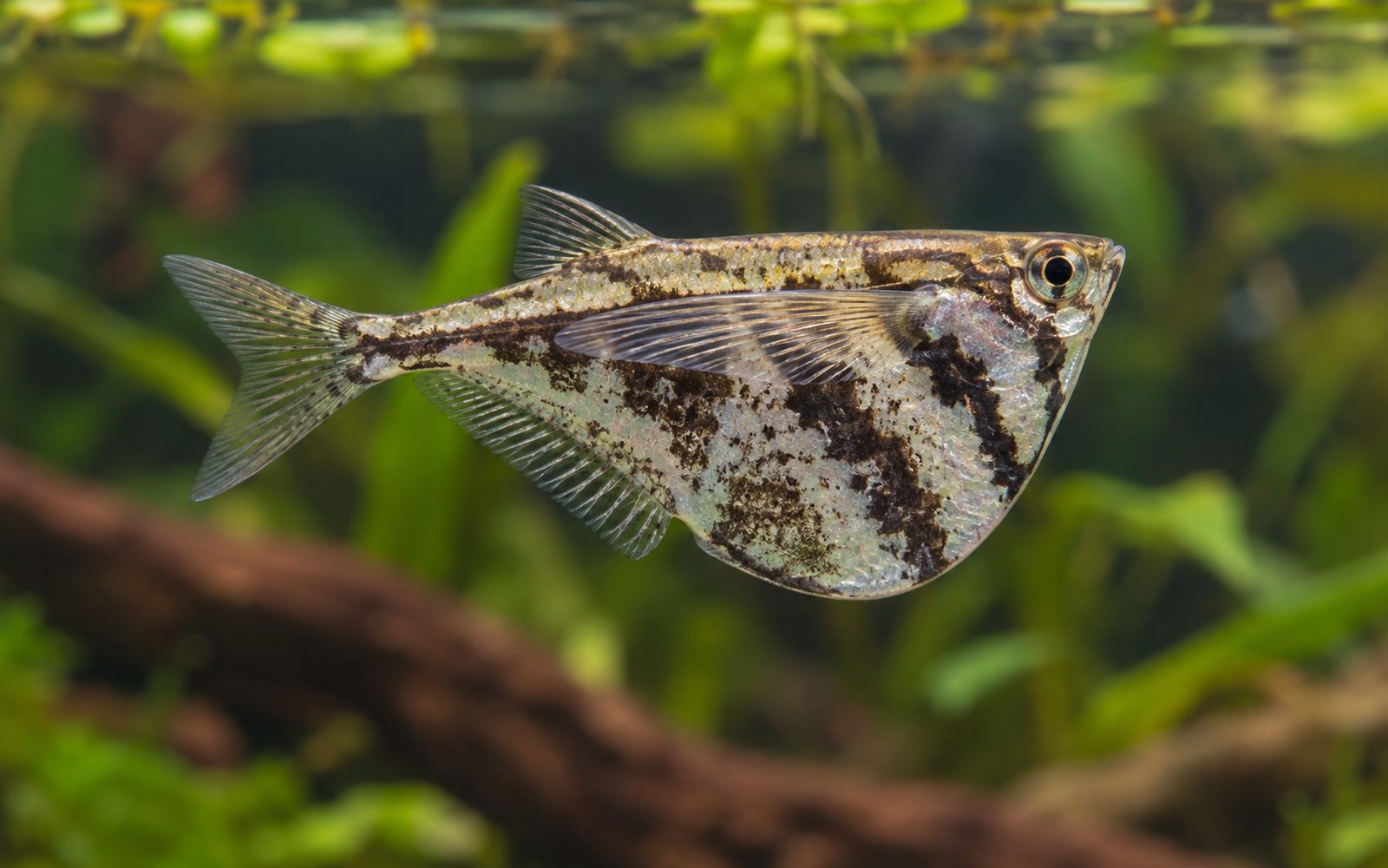 Mermer Balta Balığı (Carnegiella strigata)
