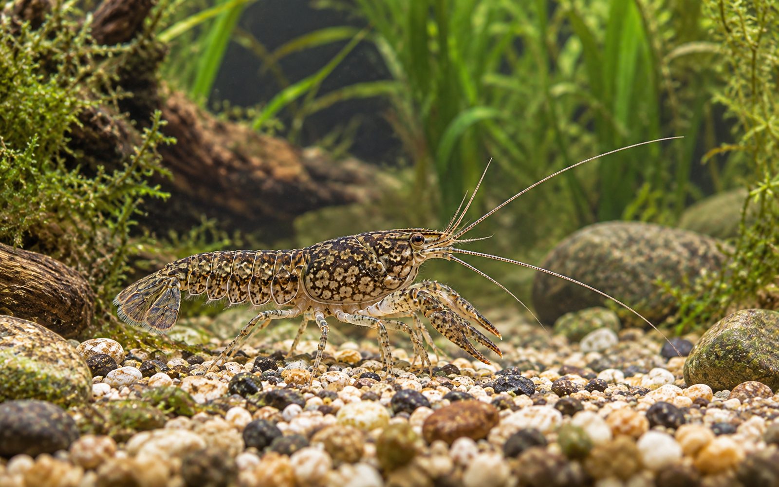 Mermer Kerevit (Procambarus virginalis)