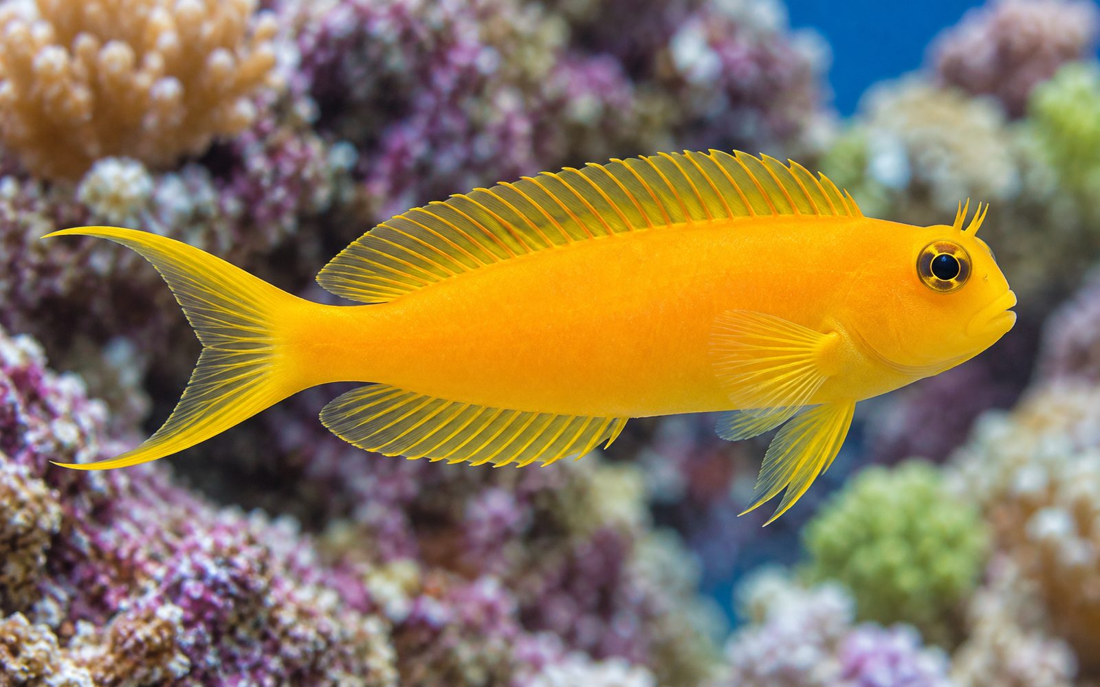 Midas Blenny (Ecsenius midas)