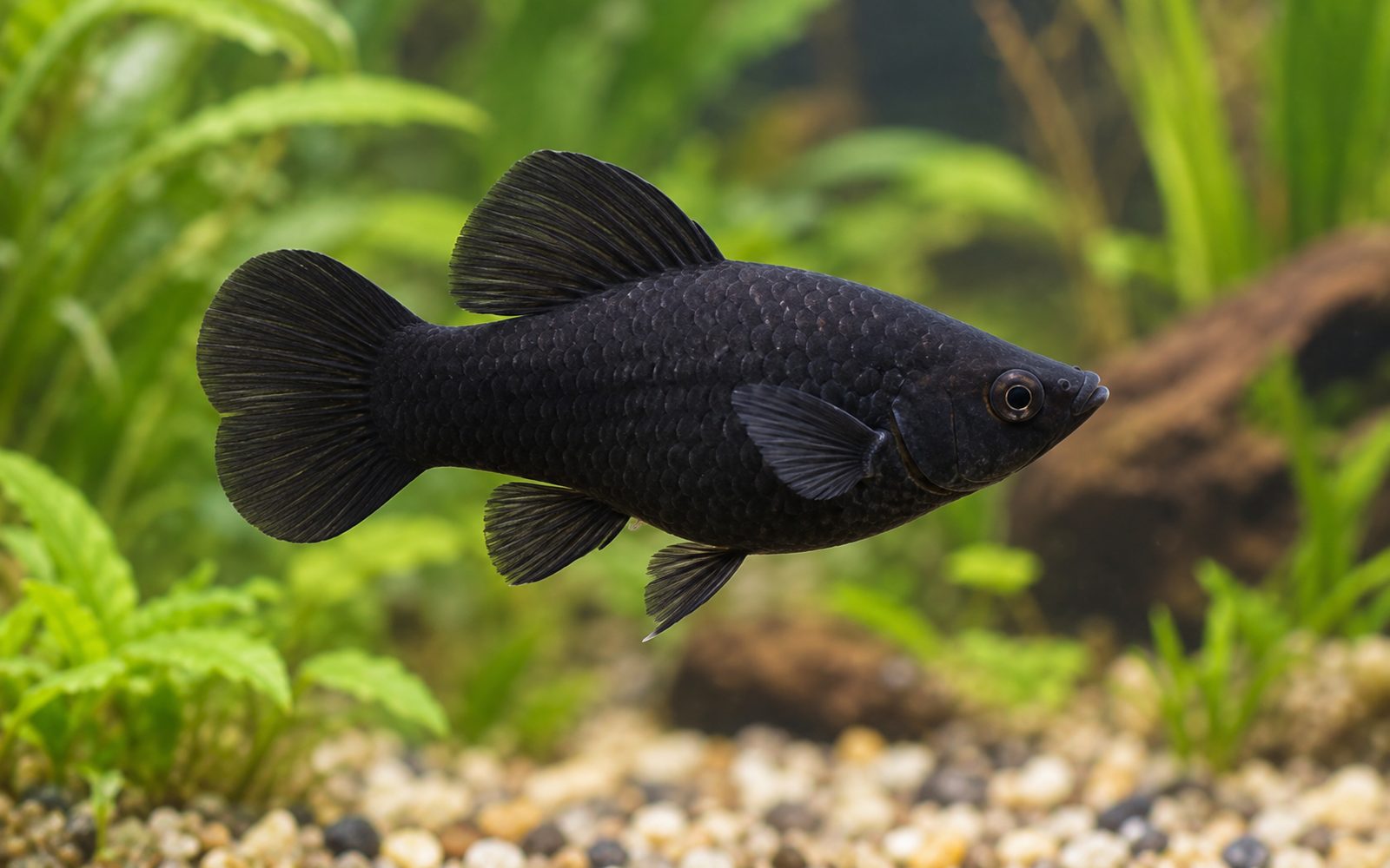 Molly (Poecilia sphenops)