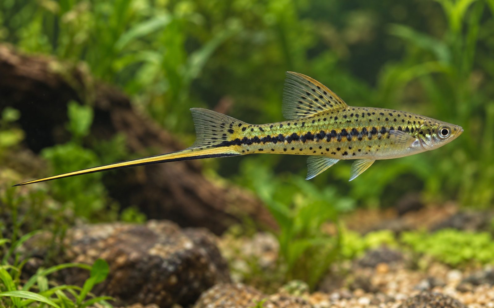 Montezuma Kılıç Kuyruğu (Xiphophorus montezumae)