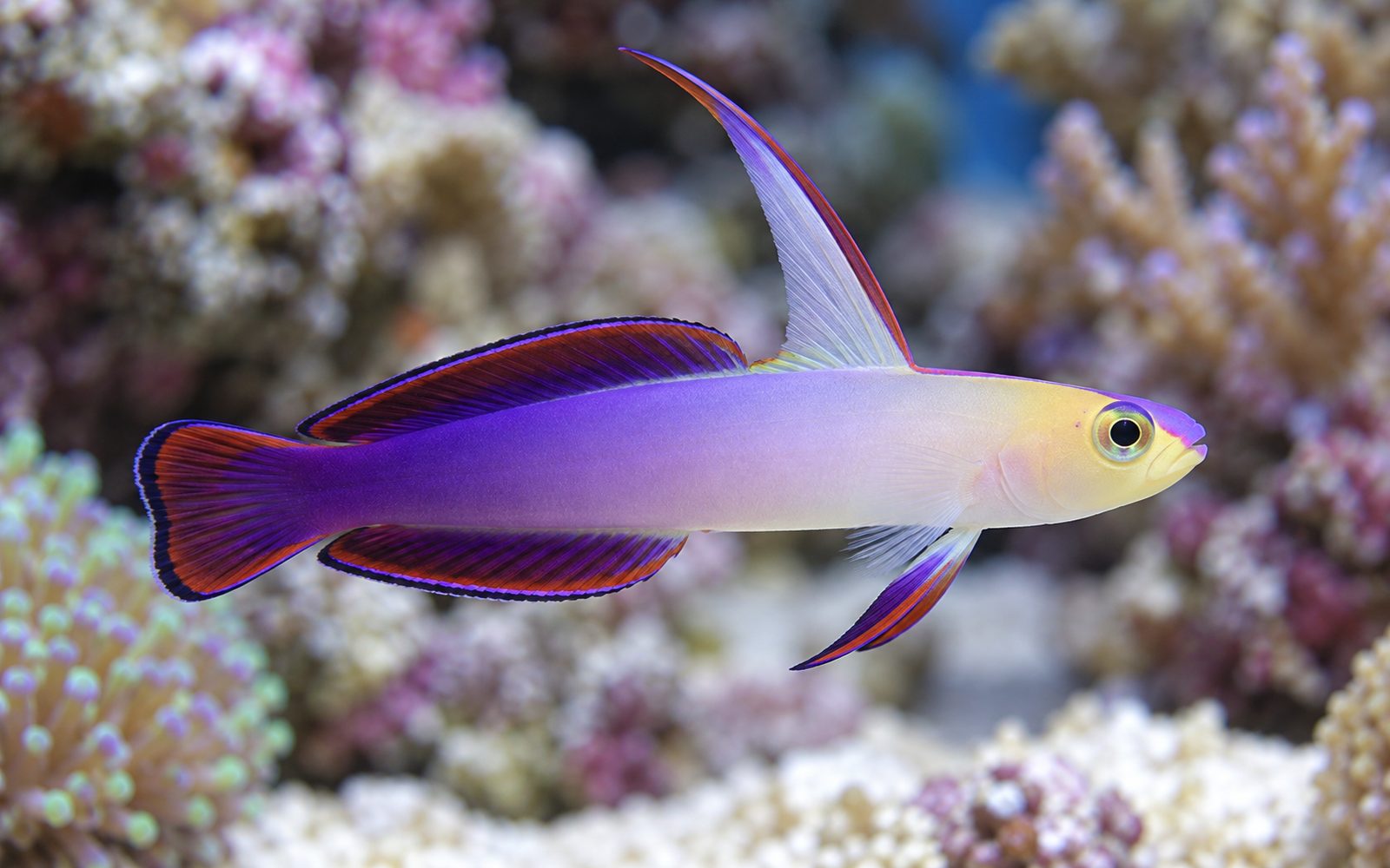 Mor Ateş Gobisi (Nemateleotris decora)